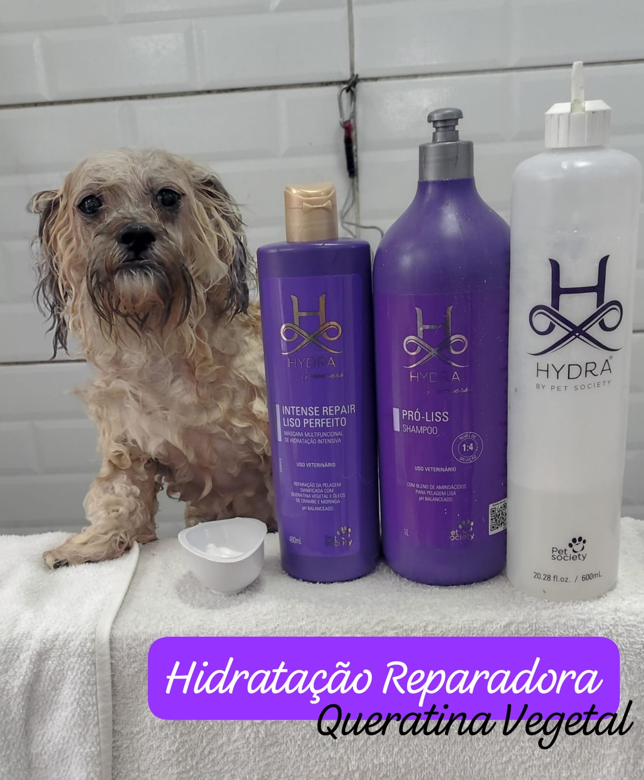 Foto do dia 19/02/2026 12:13  na clínica Animal House