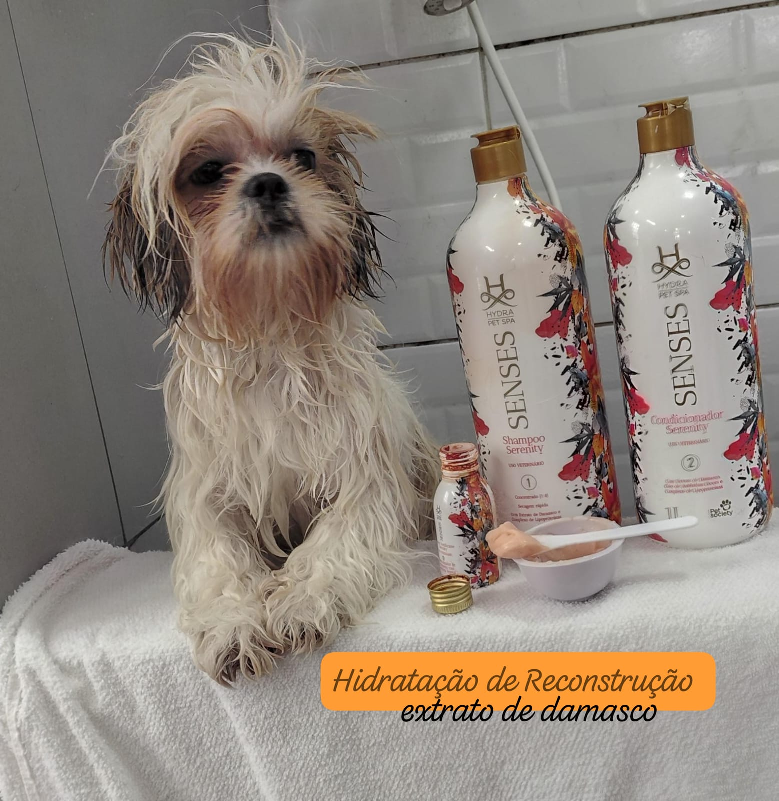 Foto do dia 19/02/2026 13:34  na clínica Animal House