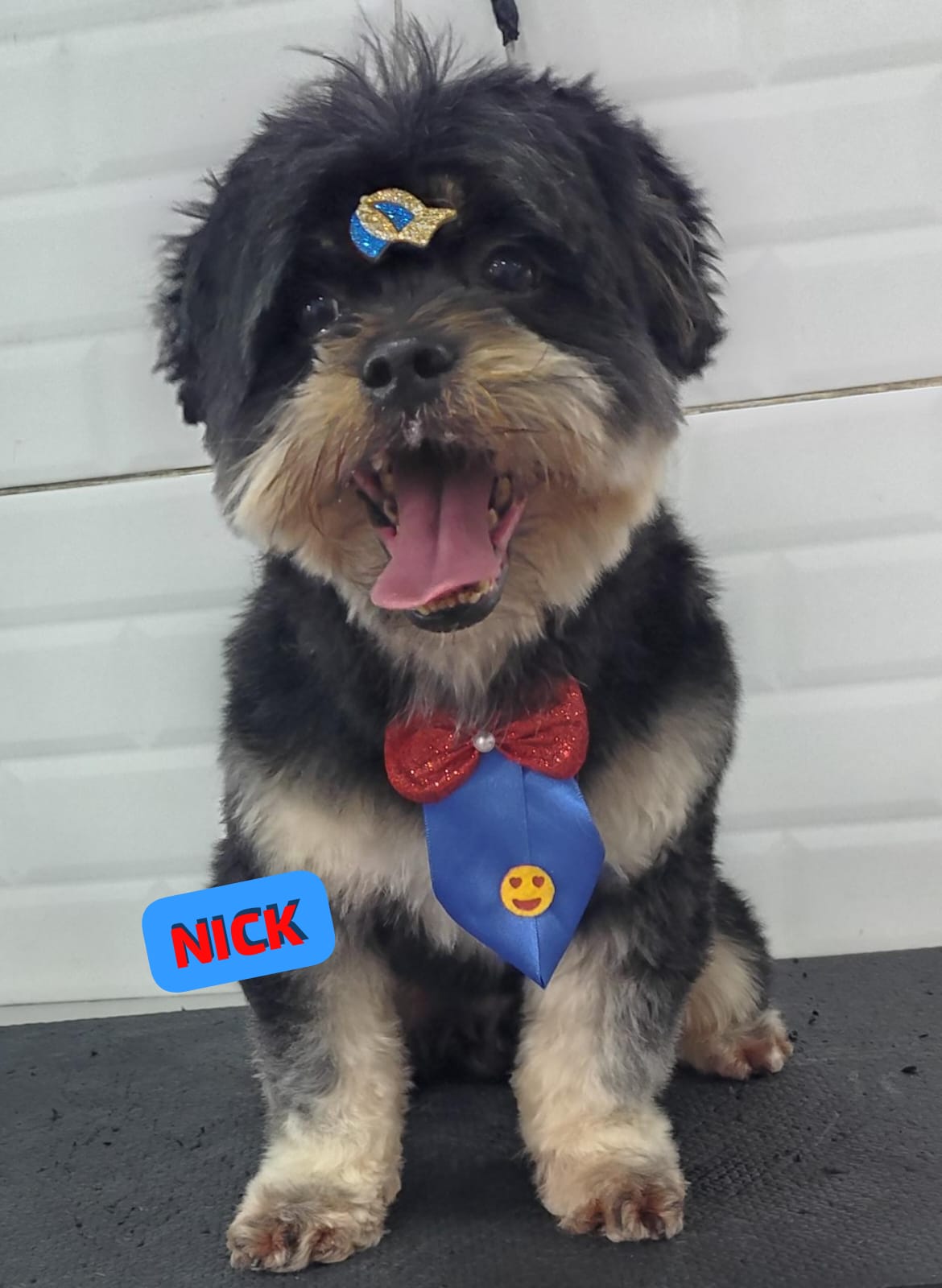 Foto do dia 19/02/2026 15:49  na clínica Animal House