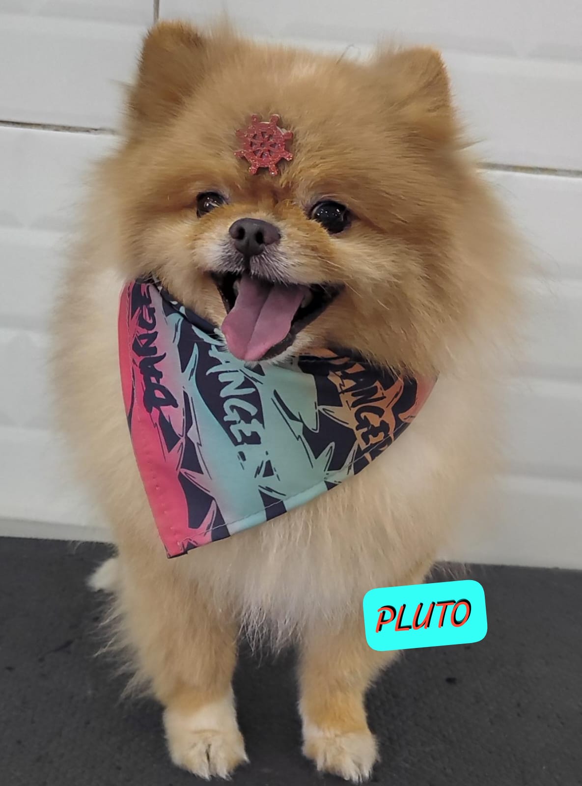 Foto do dia 19/02/2026 15:49  na clínica Animal House