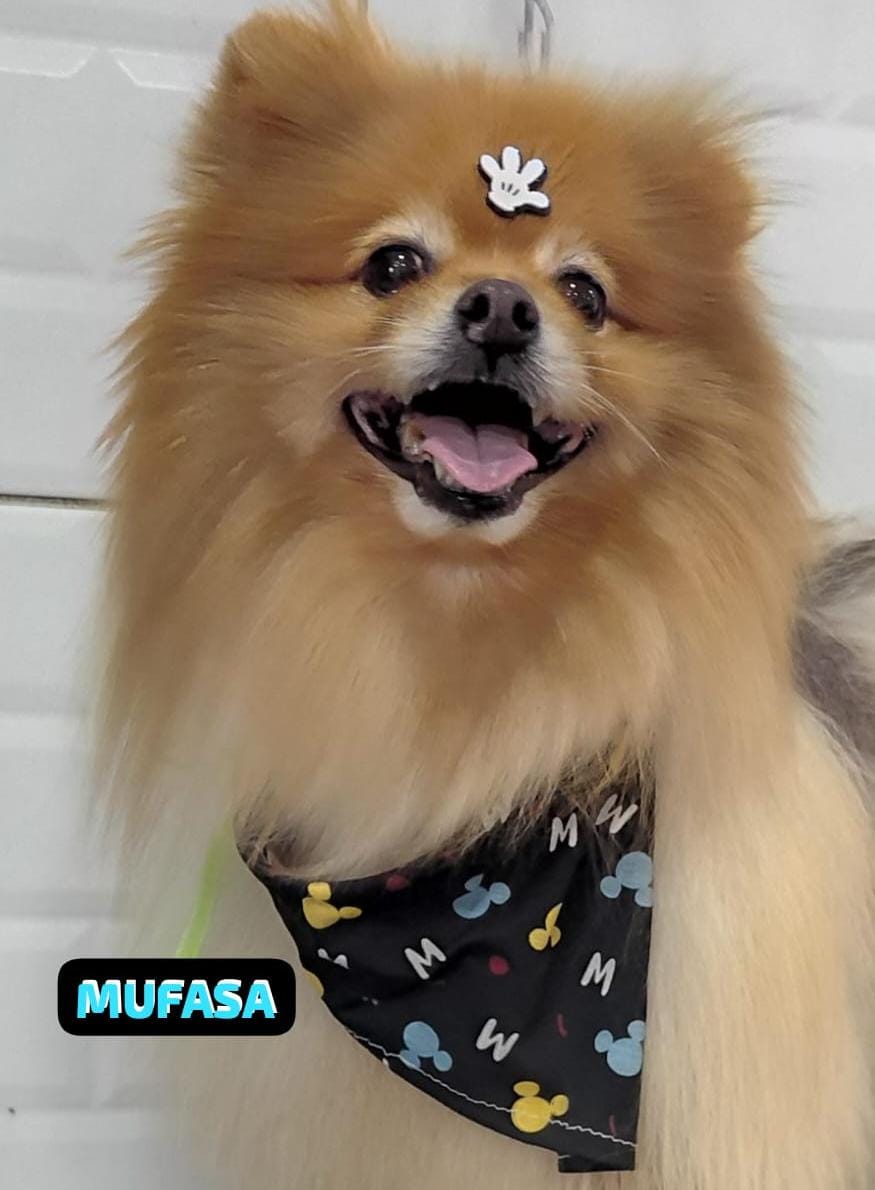 Foto do dia 19/02/2026 16:28  na clínica Animal House