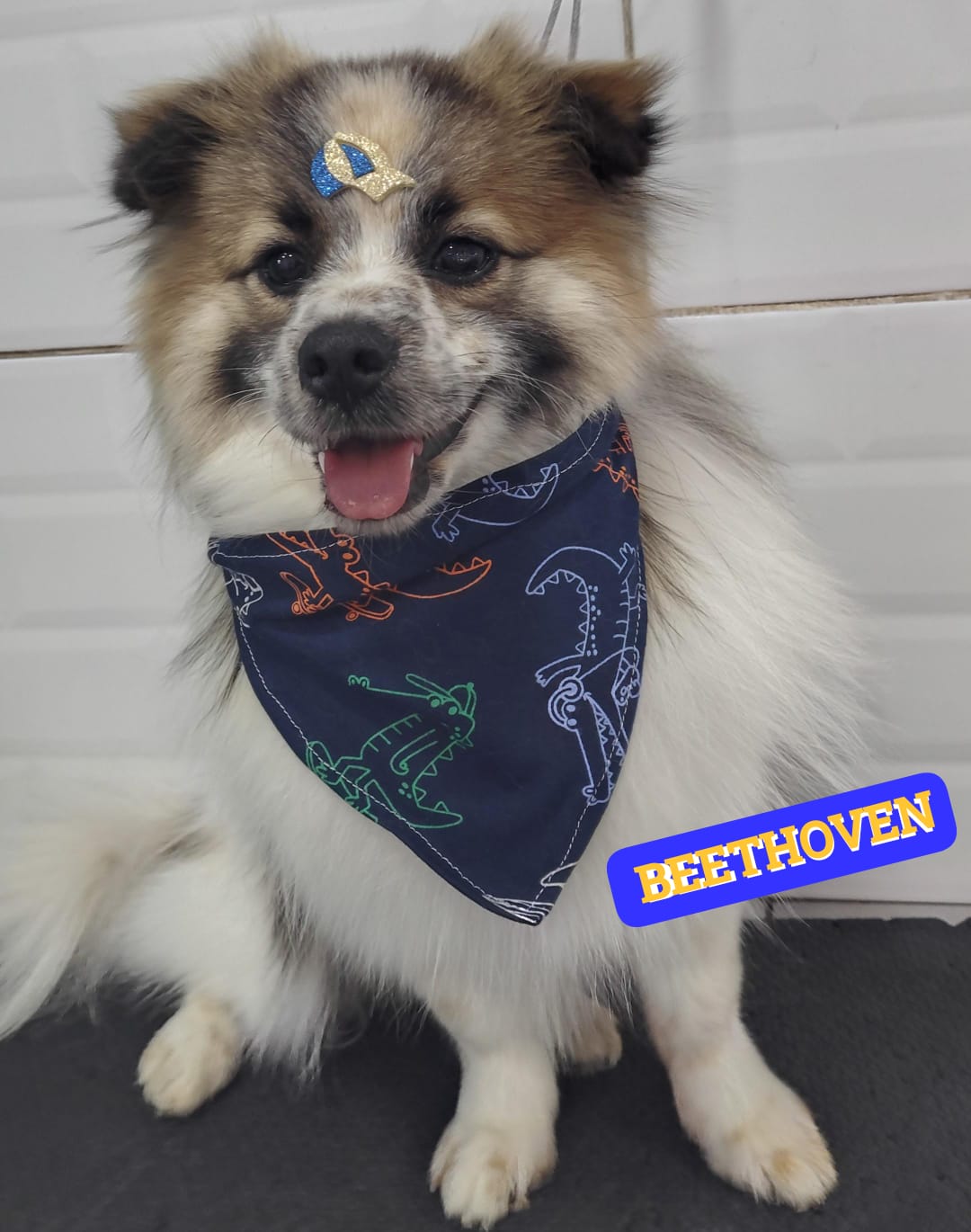 Foto do dia 19/02/2026 18:56  na clínica Animal House