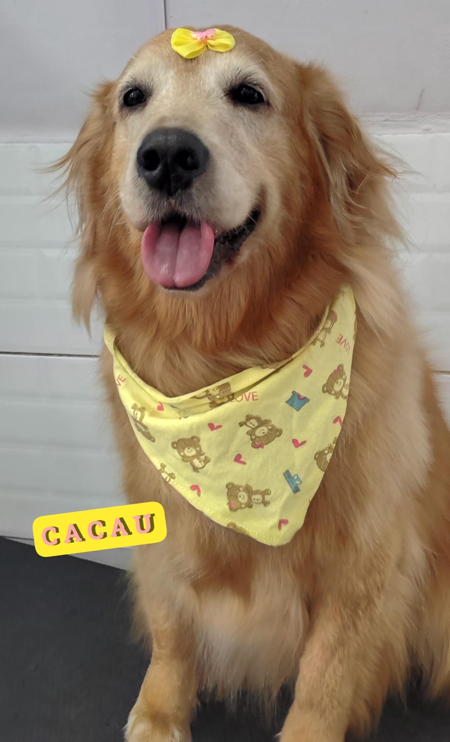 Foto do dia 20/02/2026 13:37  na clínica Animal House