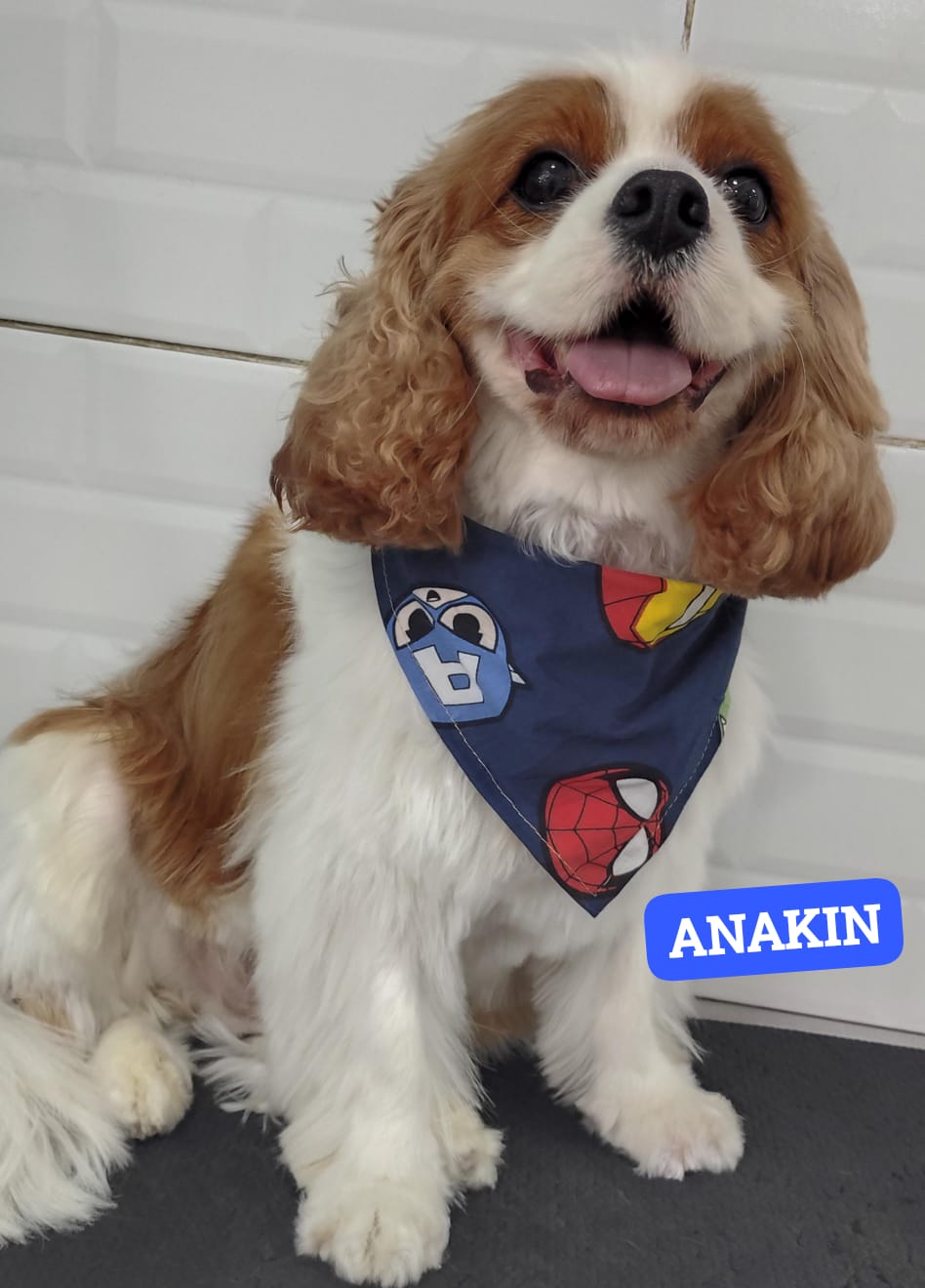 Foto do dia 20/02/2026 14:09  na clínica Animal House