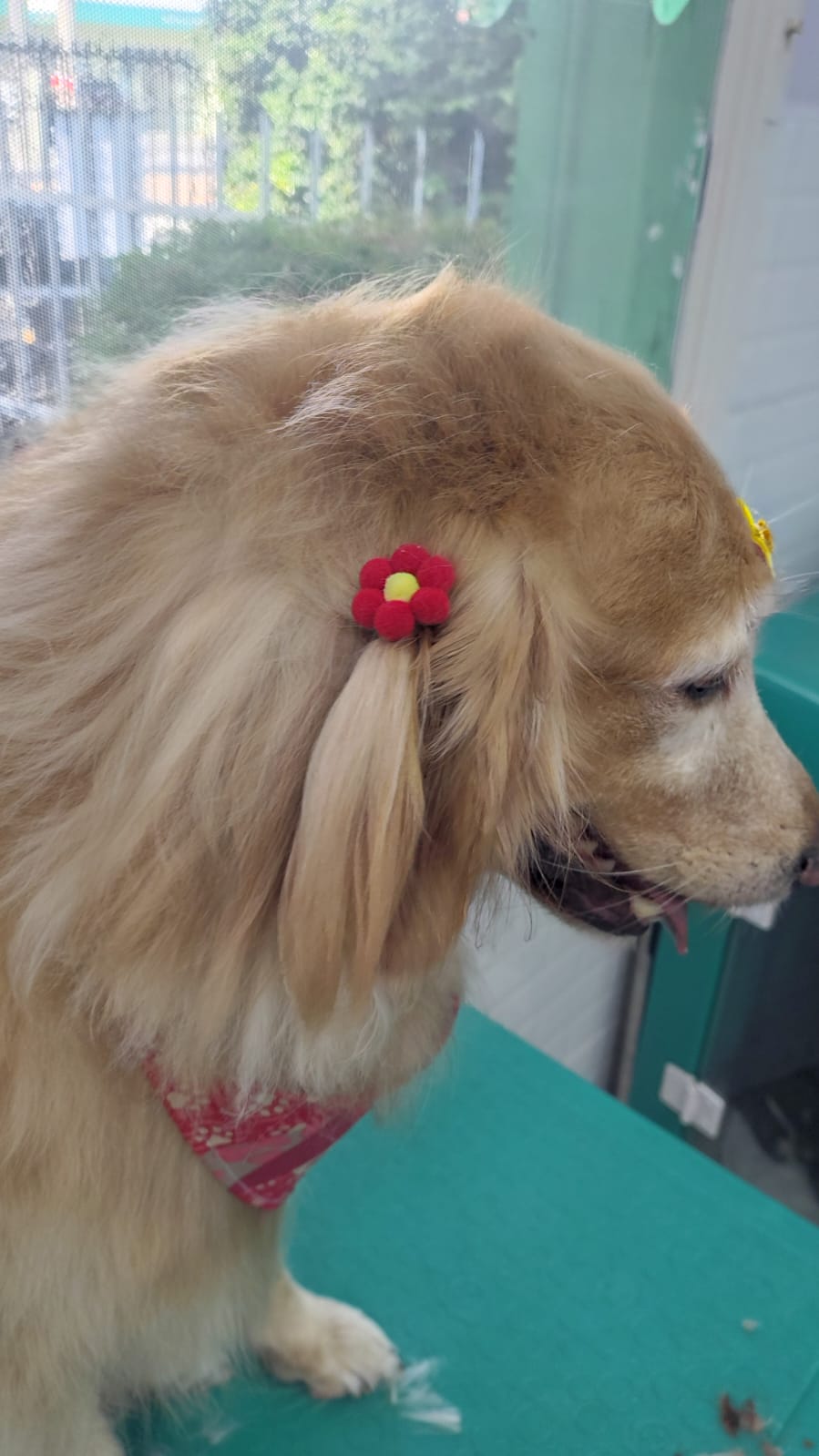 Foto do dia 20/02/2026 15:06  na clínica Animal House