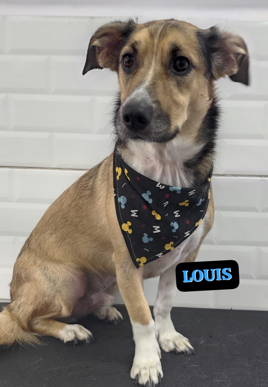 Foto do dia 20/02/2026 15:31  na clínica Animal House