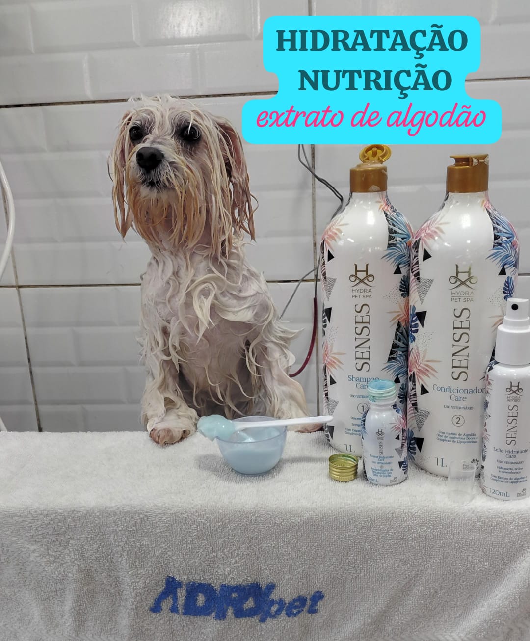 Foto do dia 20/02/2026 16:20  na clínica Animal House