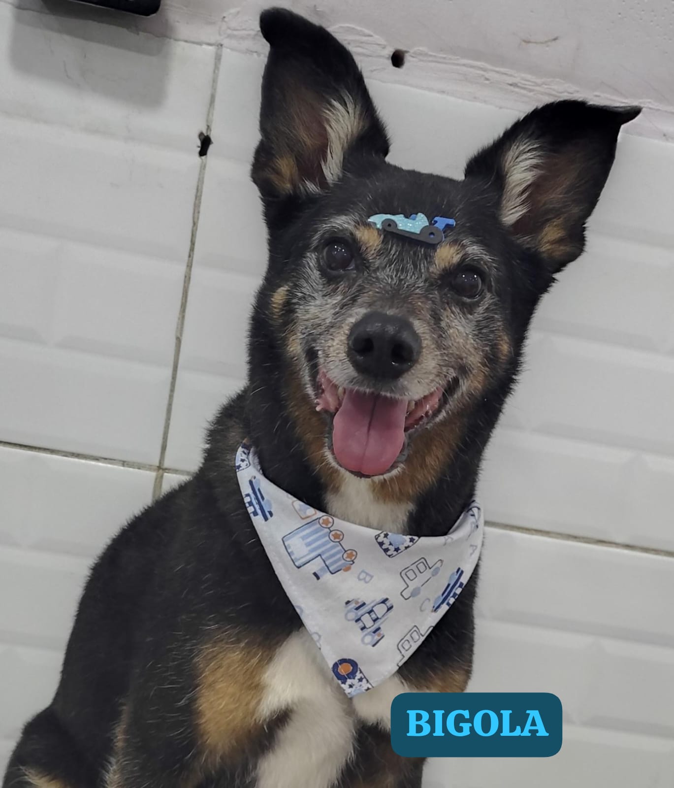 Foto do dia 20/02/2026 18:18  na clínica Animal House