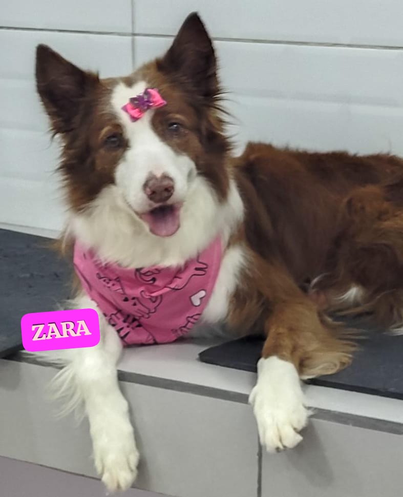 Foto do dia 20/02/2026 19:25  na clínica Animal House