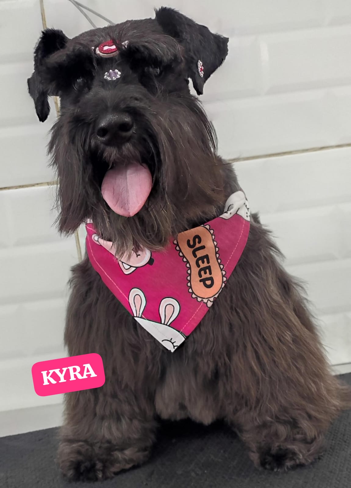 Foto do dia 21/02/2026 13:19  na clínica Animal House