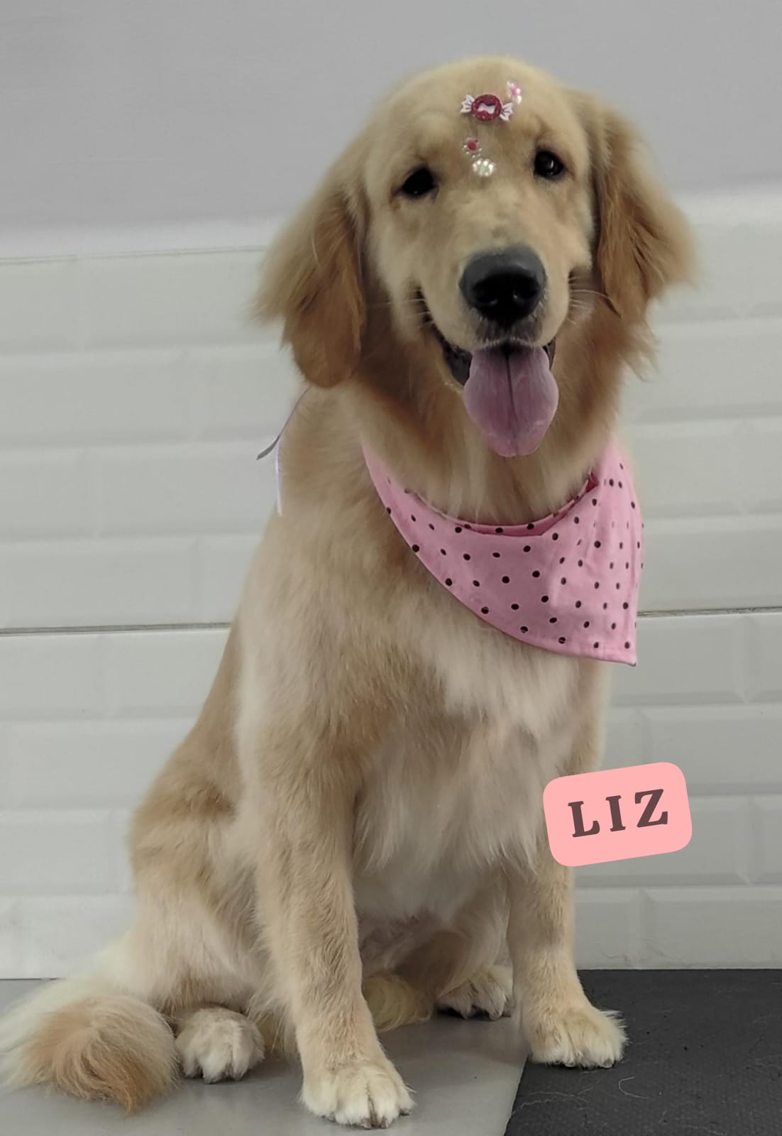 Foto do dia 23/02/2026 11:52  na clínica Animal House