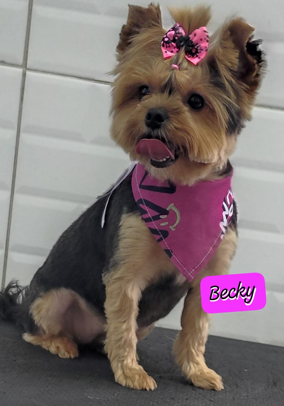 Foto do dia 23/02/2026 14:35  na clínica Animal House