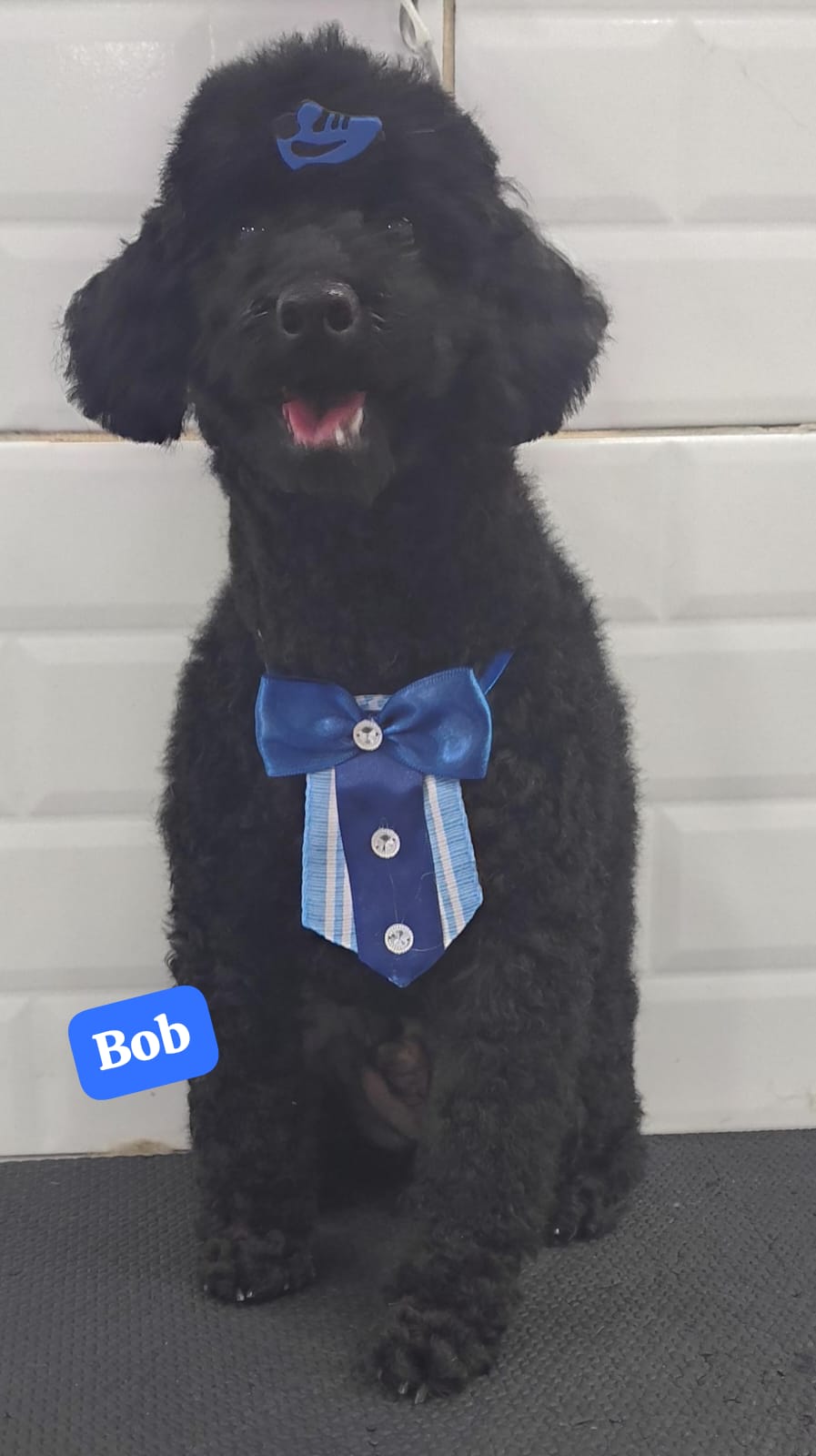 Foto do dia 23/02/2026 17:33  na clínica Animal House