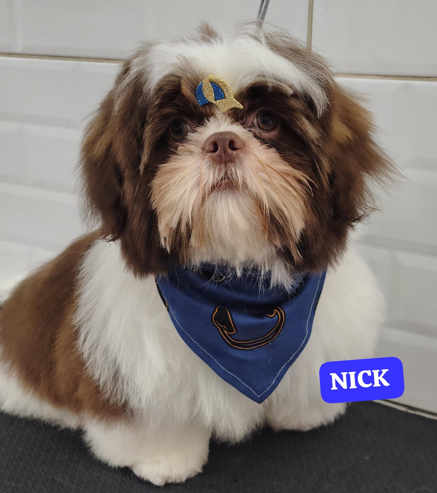 Foto do dia 24/02/2026 13:20  na clínica Animal House