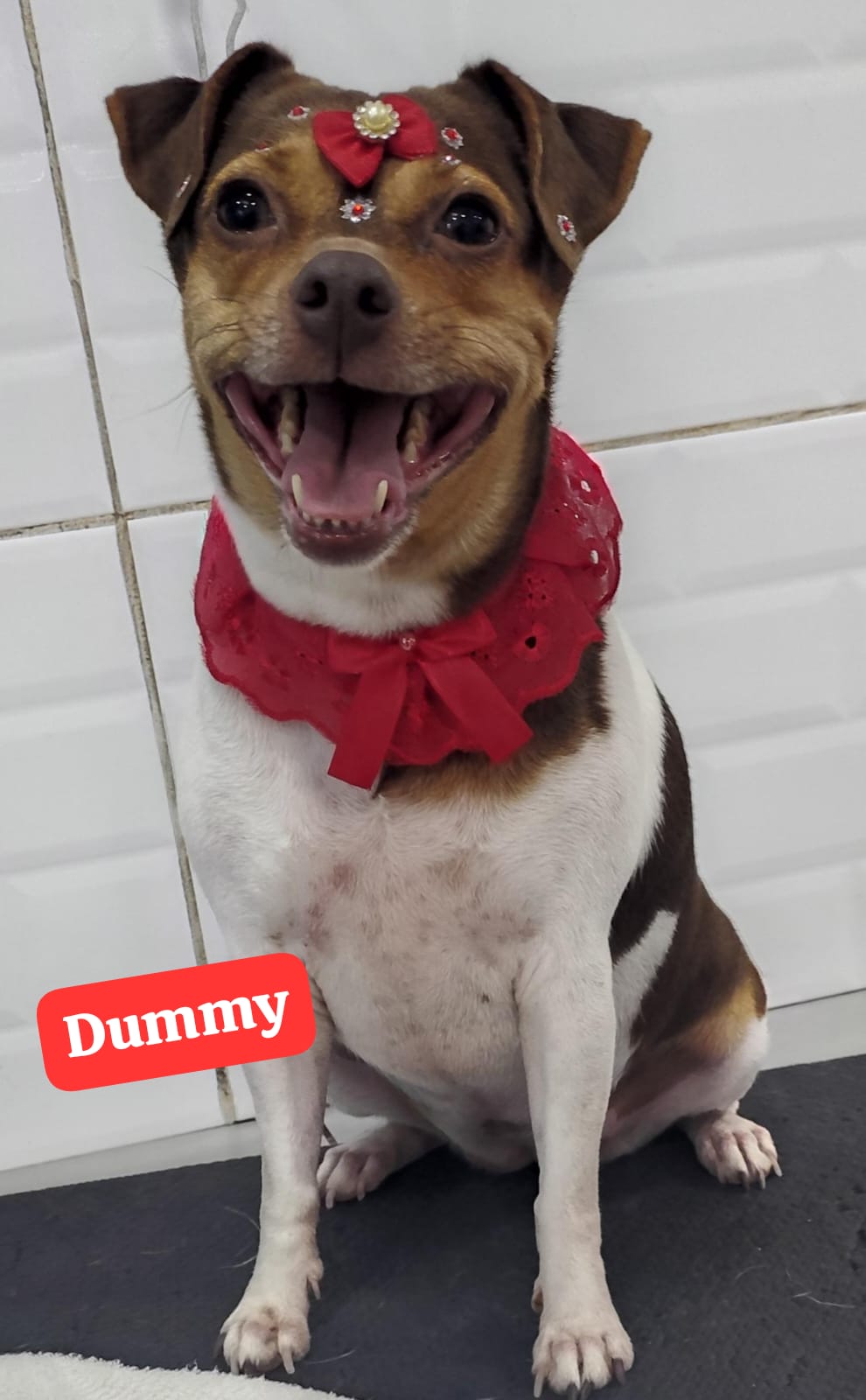 Foto do dia 24/02/2026 13:20  na clínica Animal House