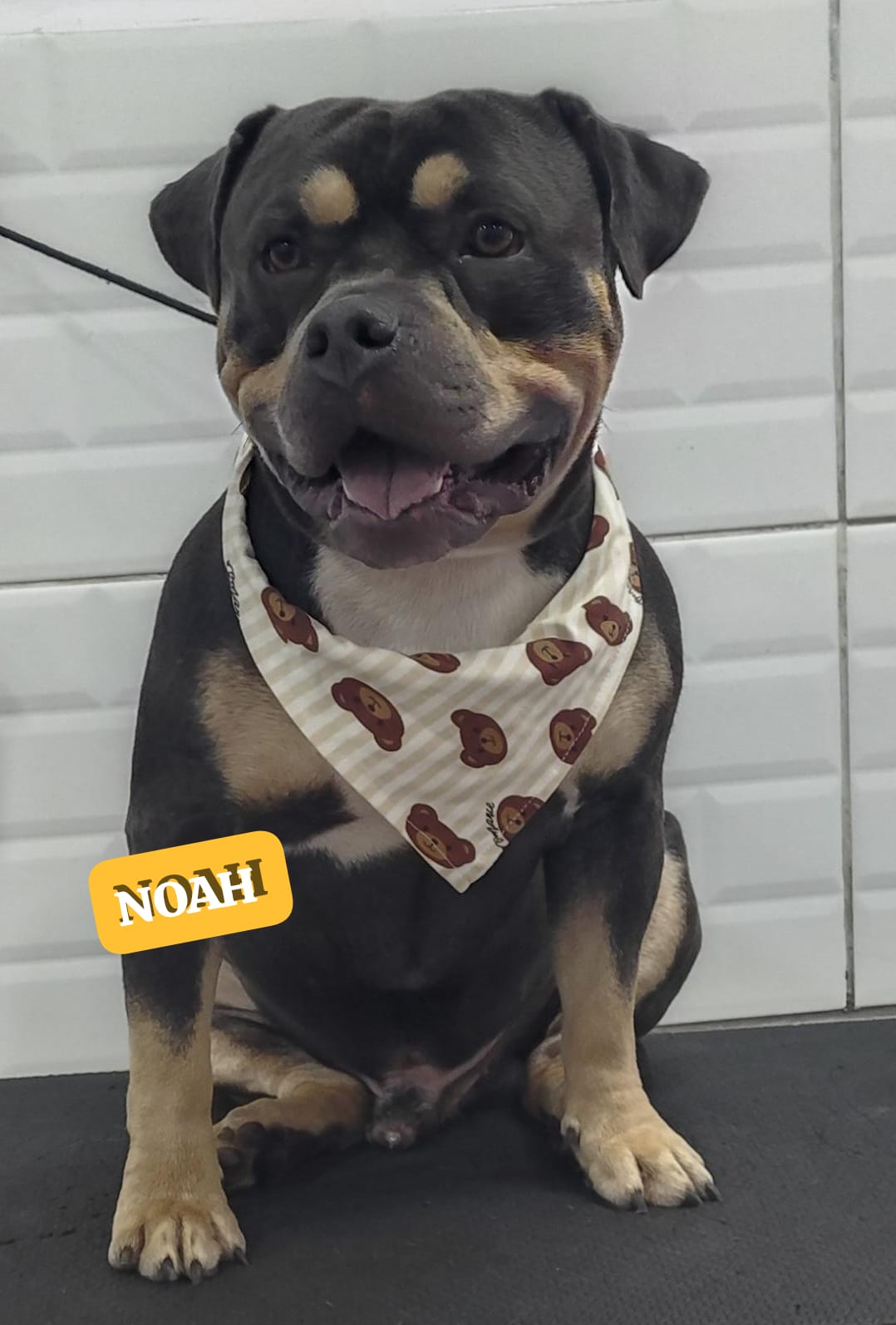 Foto do dia 24/02/2026 18:02  na clínica Animal House