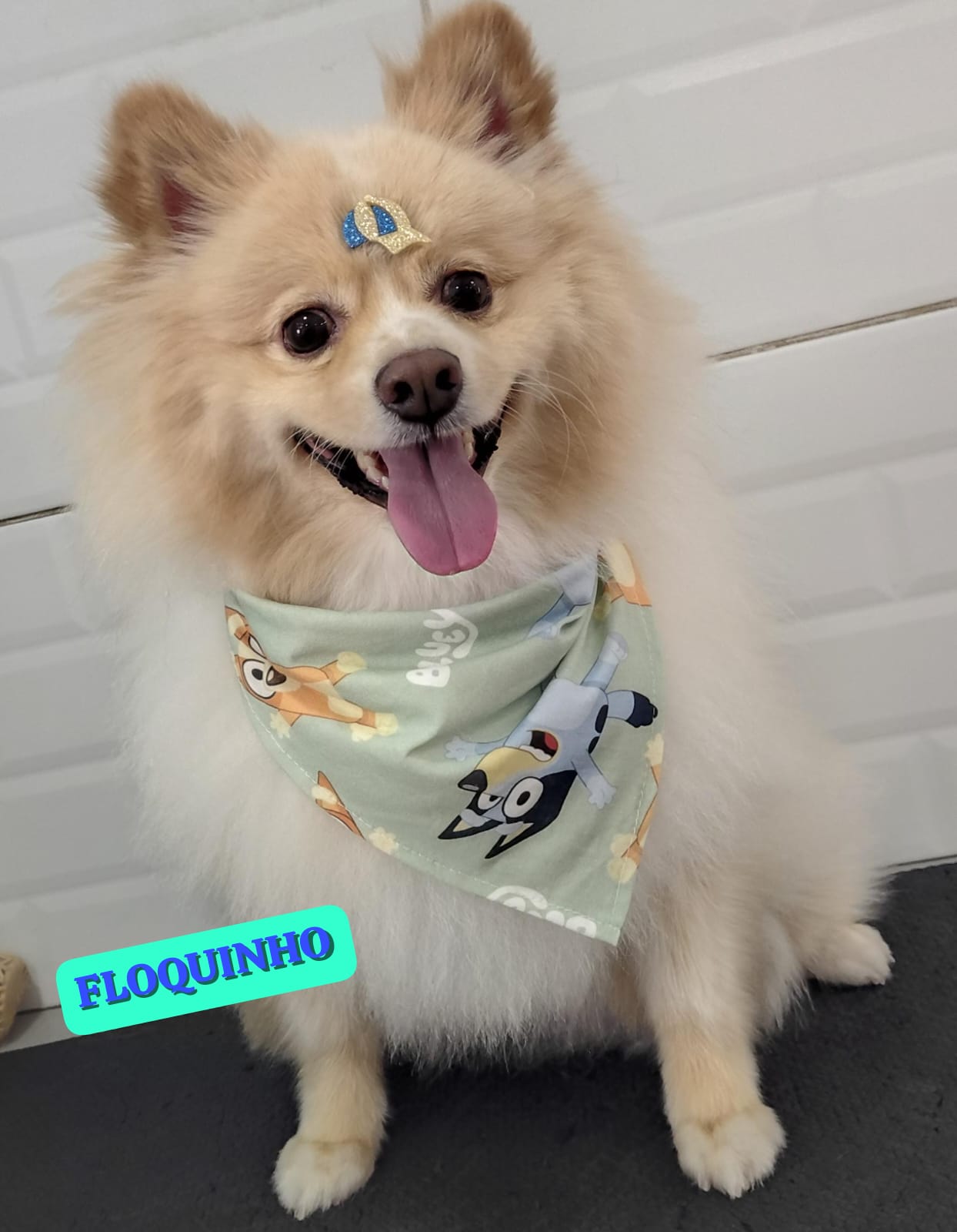 Foto do dia 25/02/2026 12:07  na clínica Animal House