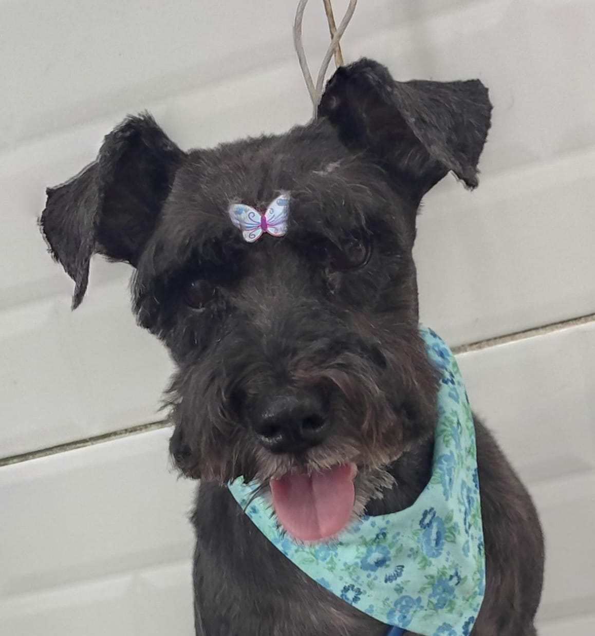 Foto do dia 25/02/2026 15:25  na clínica Animal House