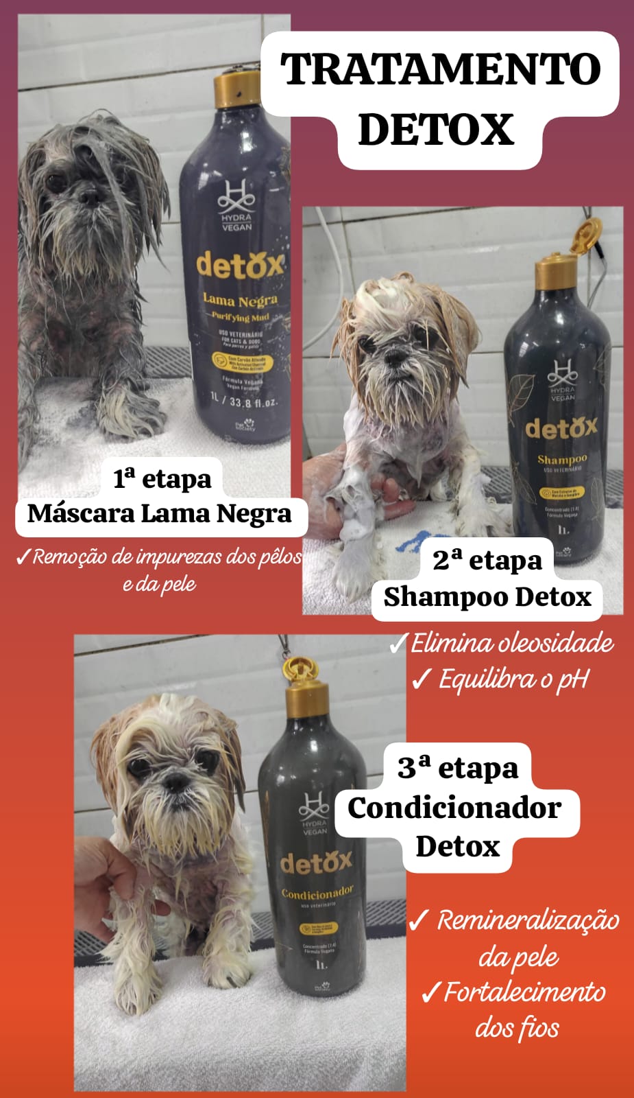 Foto do dia 26/02/2026 12:34  na clínica Animal House