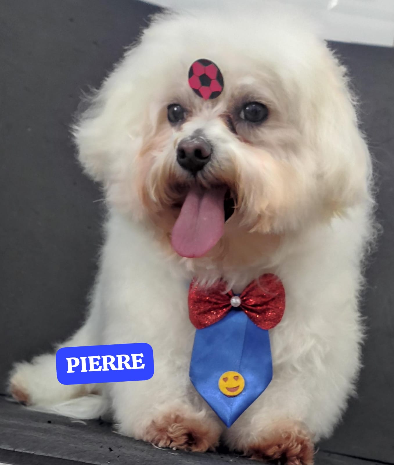 Foto do dia 26/02/2026 13:21  na clínica Animal House