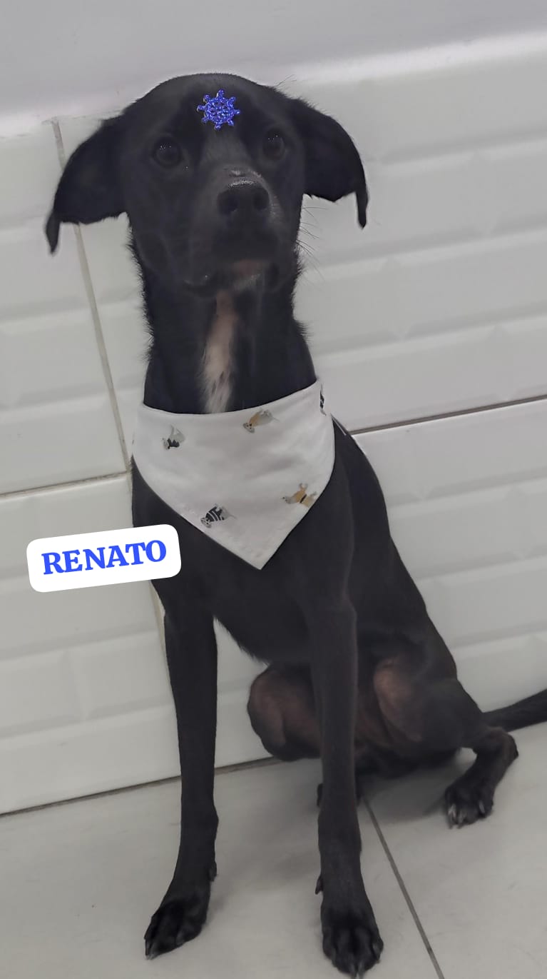 Foto do dia 26/02/2026 18:14  na clínica Animal House