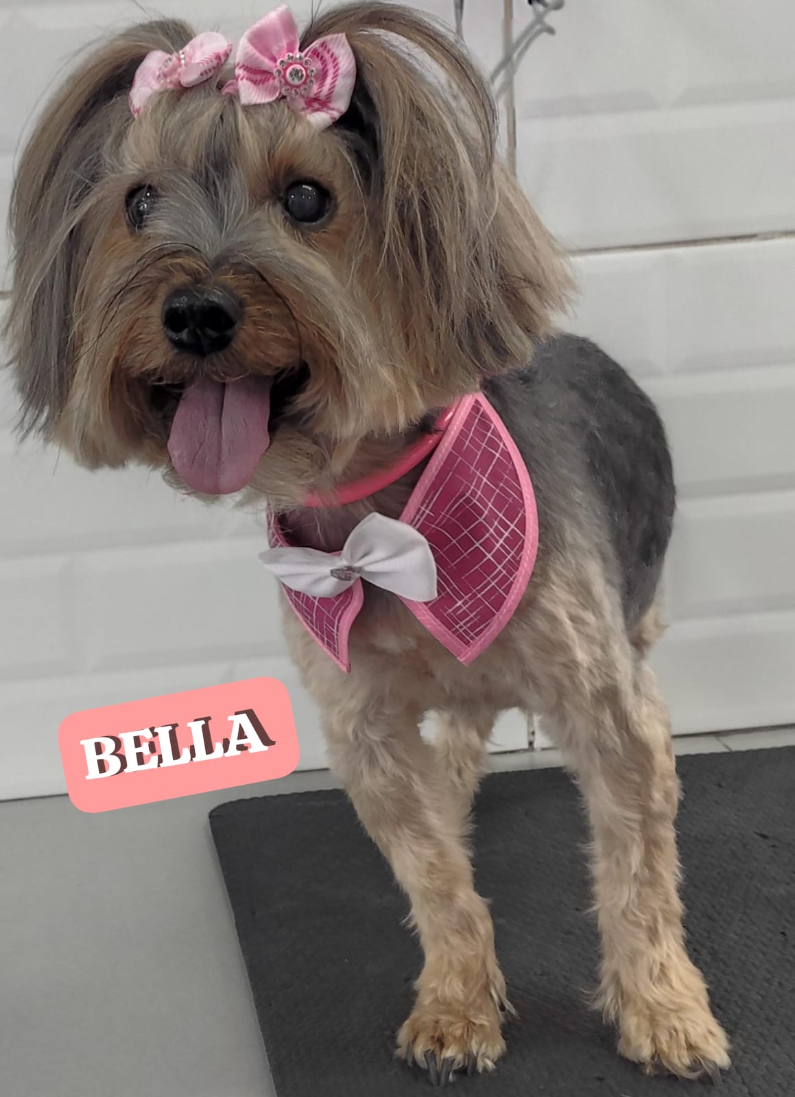 Foto do dia 28/02/2026 10:31  na clínica Animal House