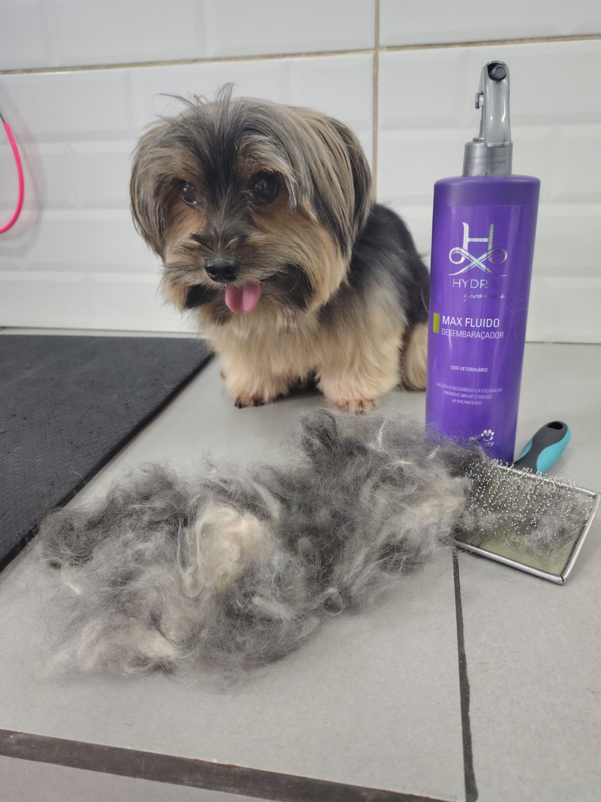 Foto do dia 02/03/2026 12:01  na clínica Animal House