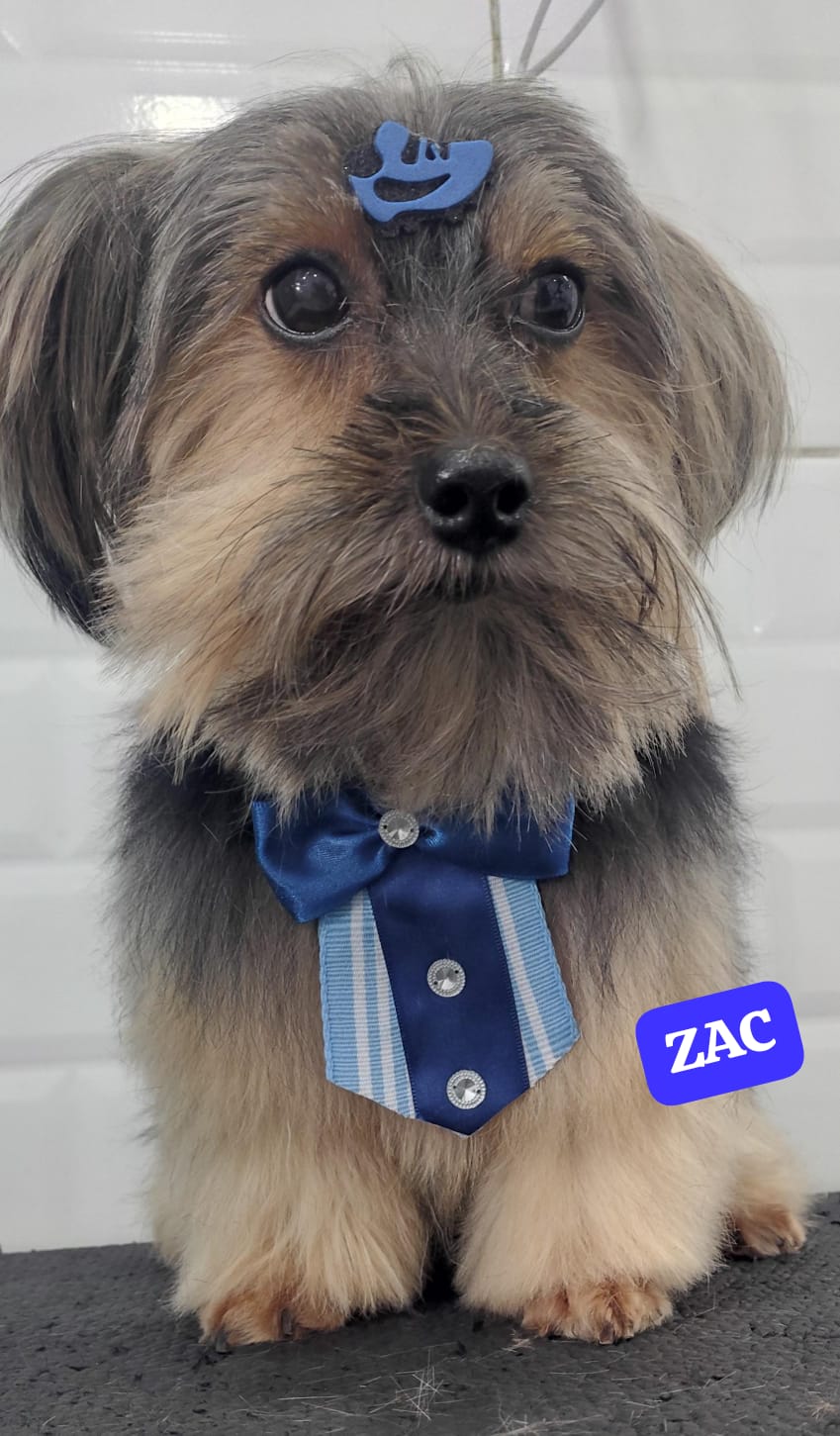 Foto do dia 02/03/2026 13:01  na clínica Animal House