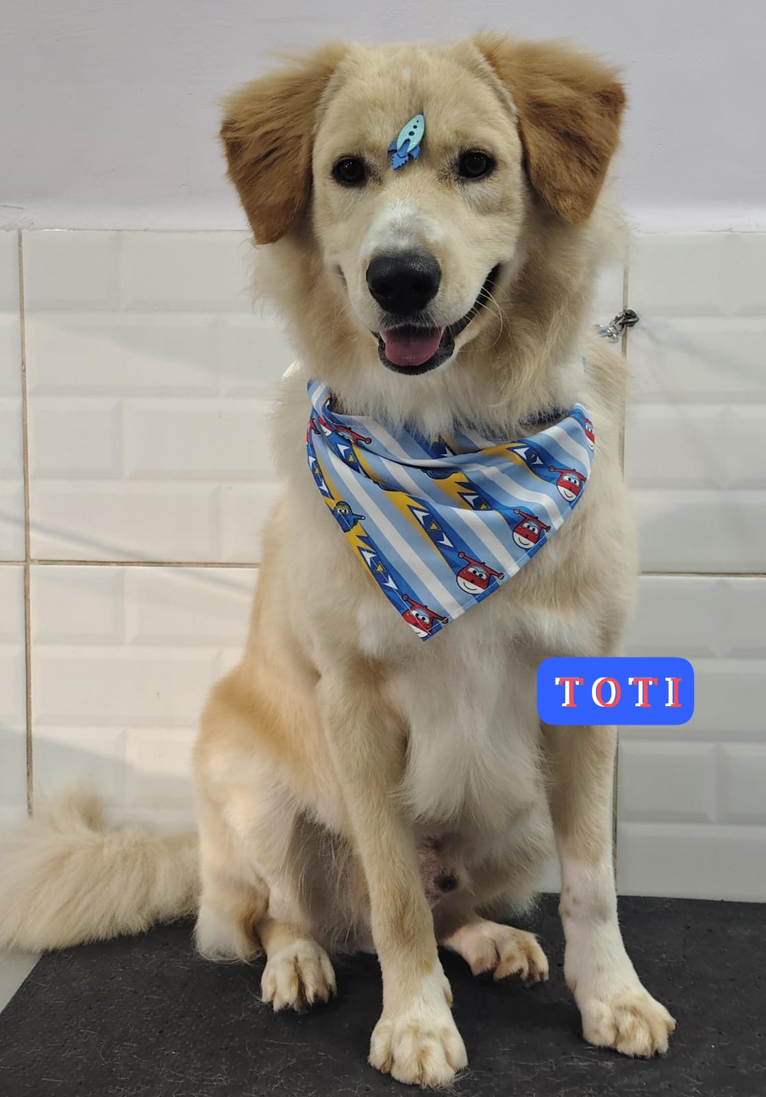 Foto do dia 02/03/2026 21:41  na clínica Animal House