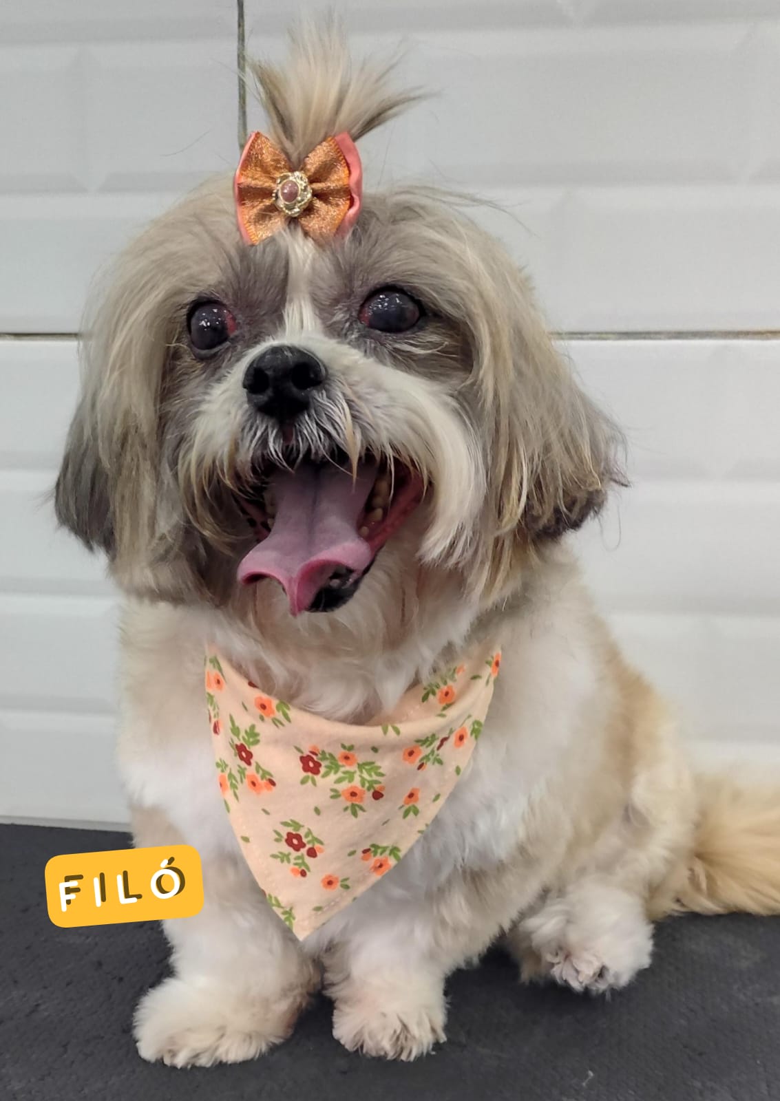 Foto do dia 03/03/2026 16:19  na clínica Animal House