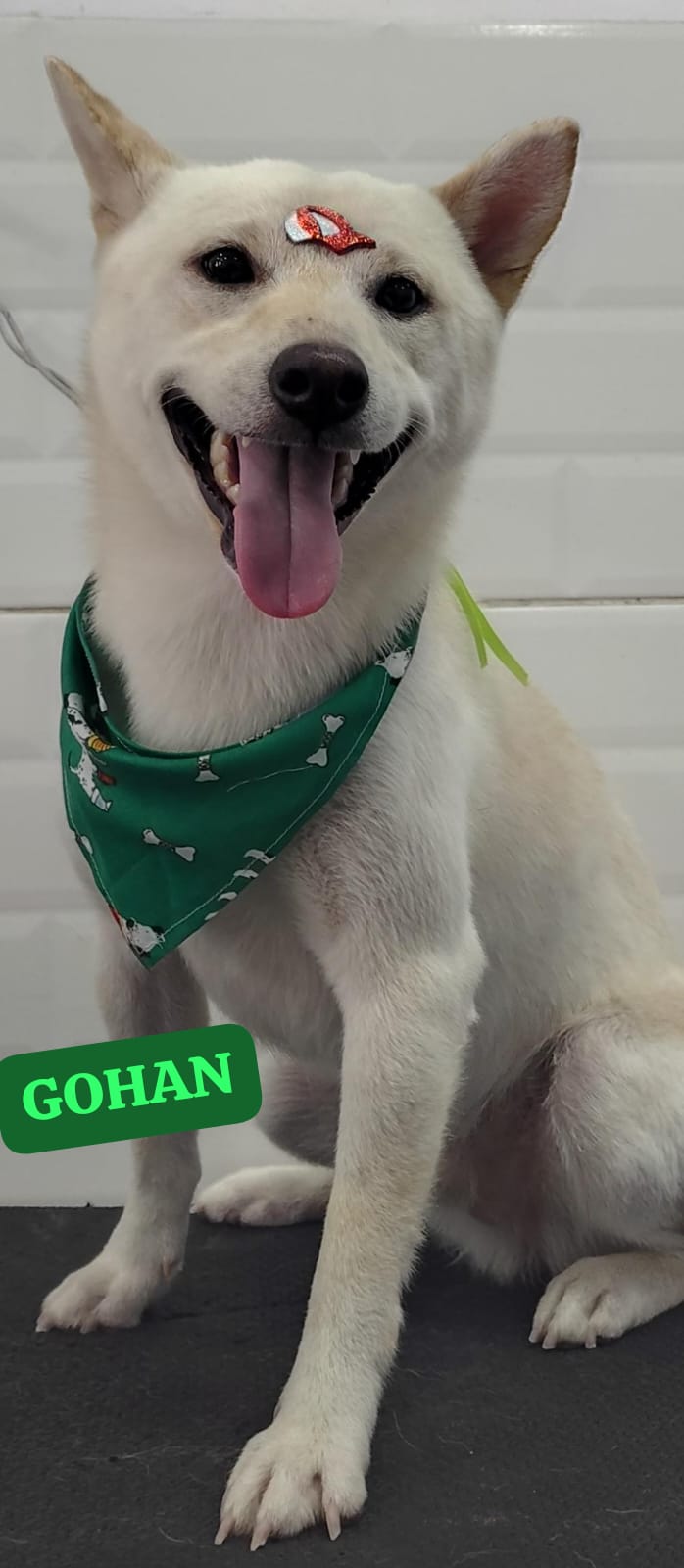 Foto do dia 04/03/2026 16:17  na clínica Animal House