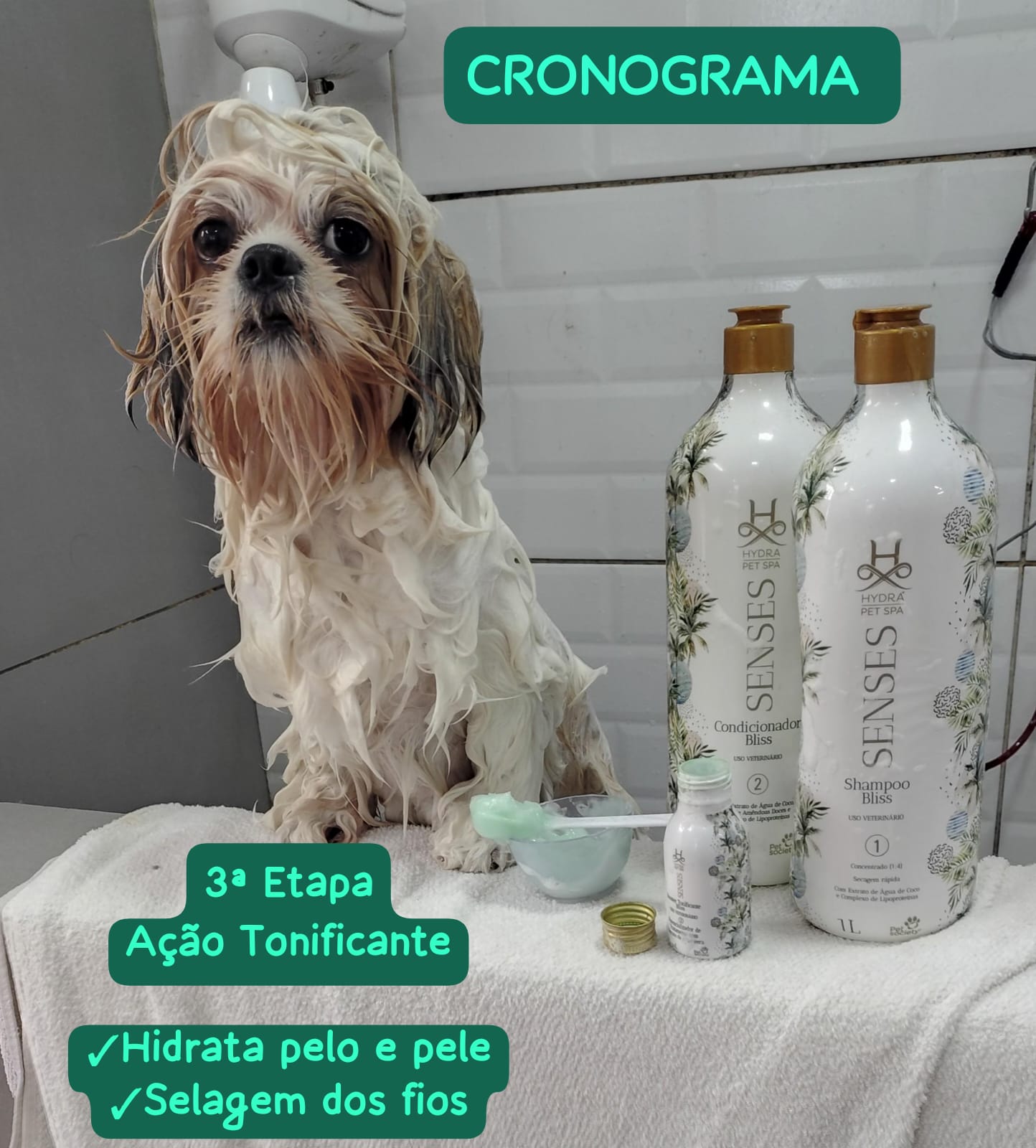 Foto do dia 05/03/2026 12:52  na clínica Animal House