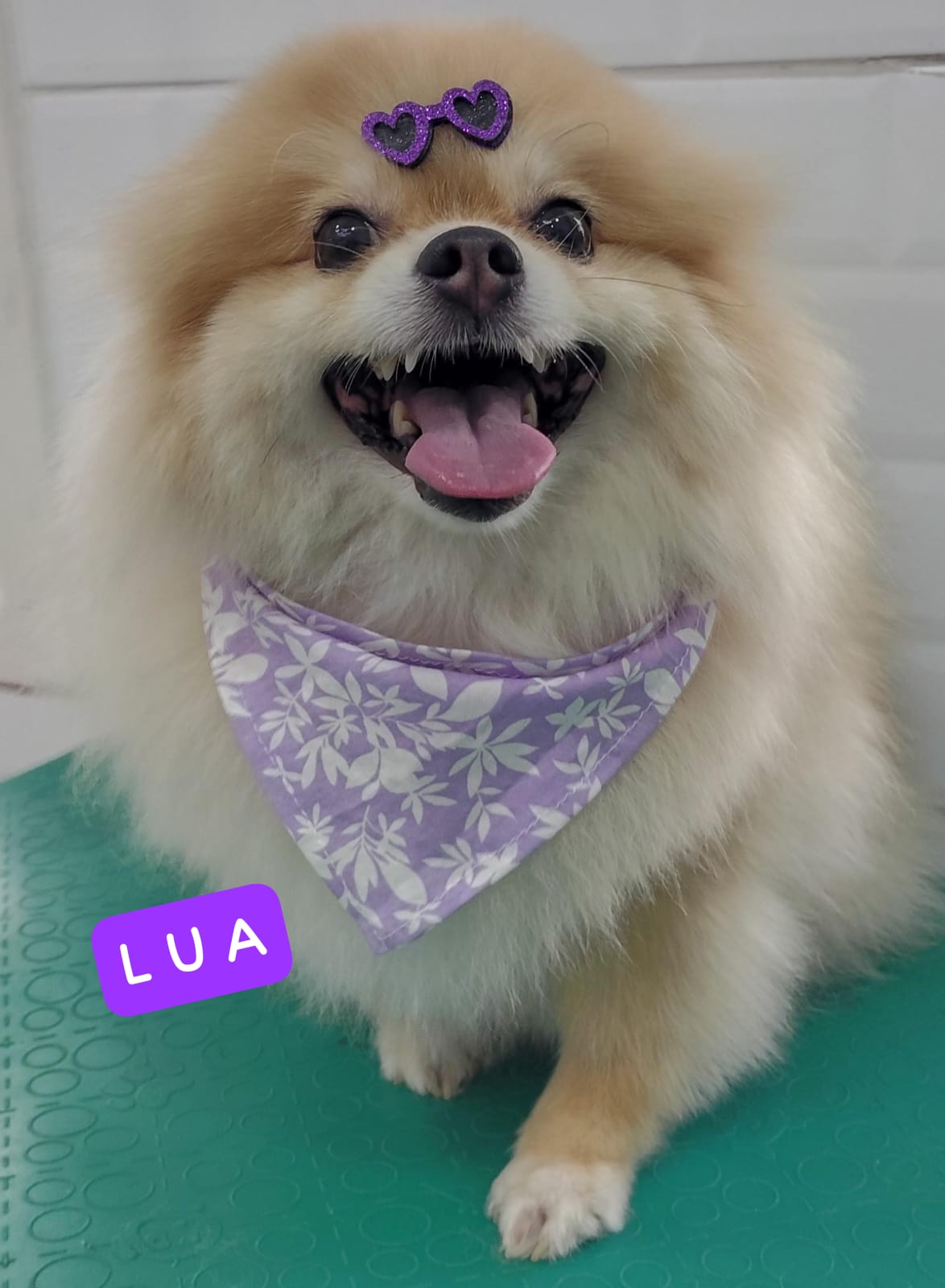 Foto do dia 05/03/2026 15:54  na clínica Animal House