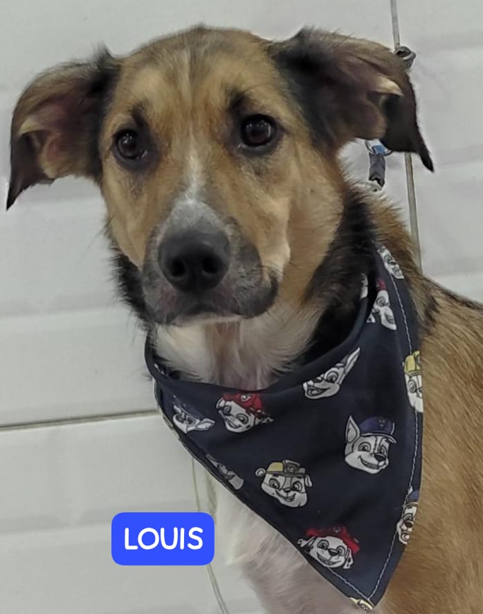 Foto do dia 05/03/2026 16:01  na clínica Animal House