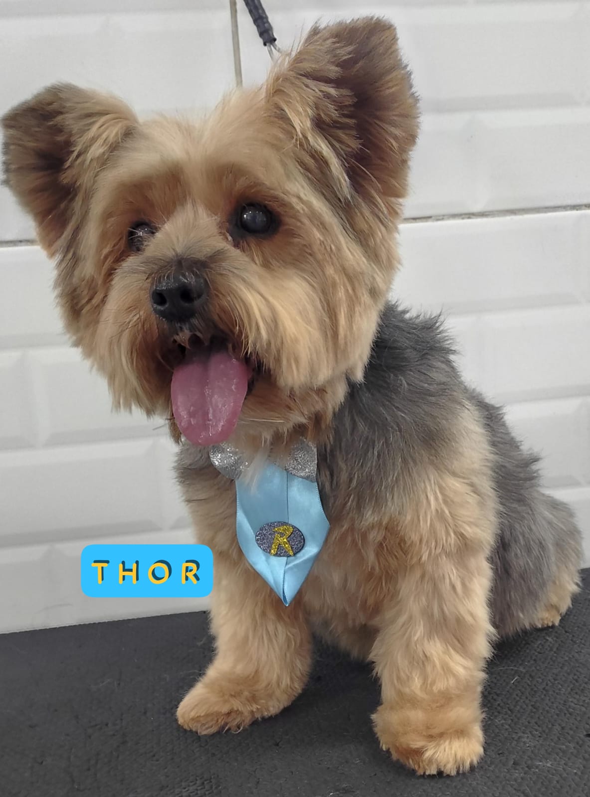 Foto do dia 06/03/2026 11:19  na clínica Animal House