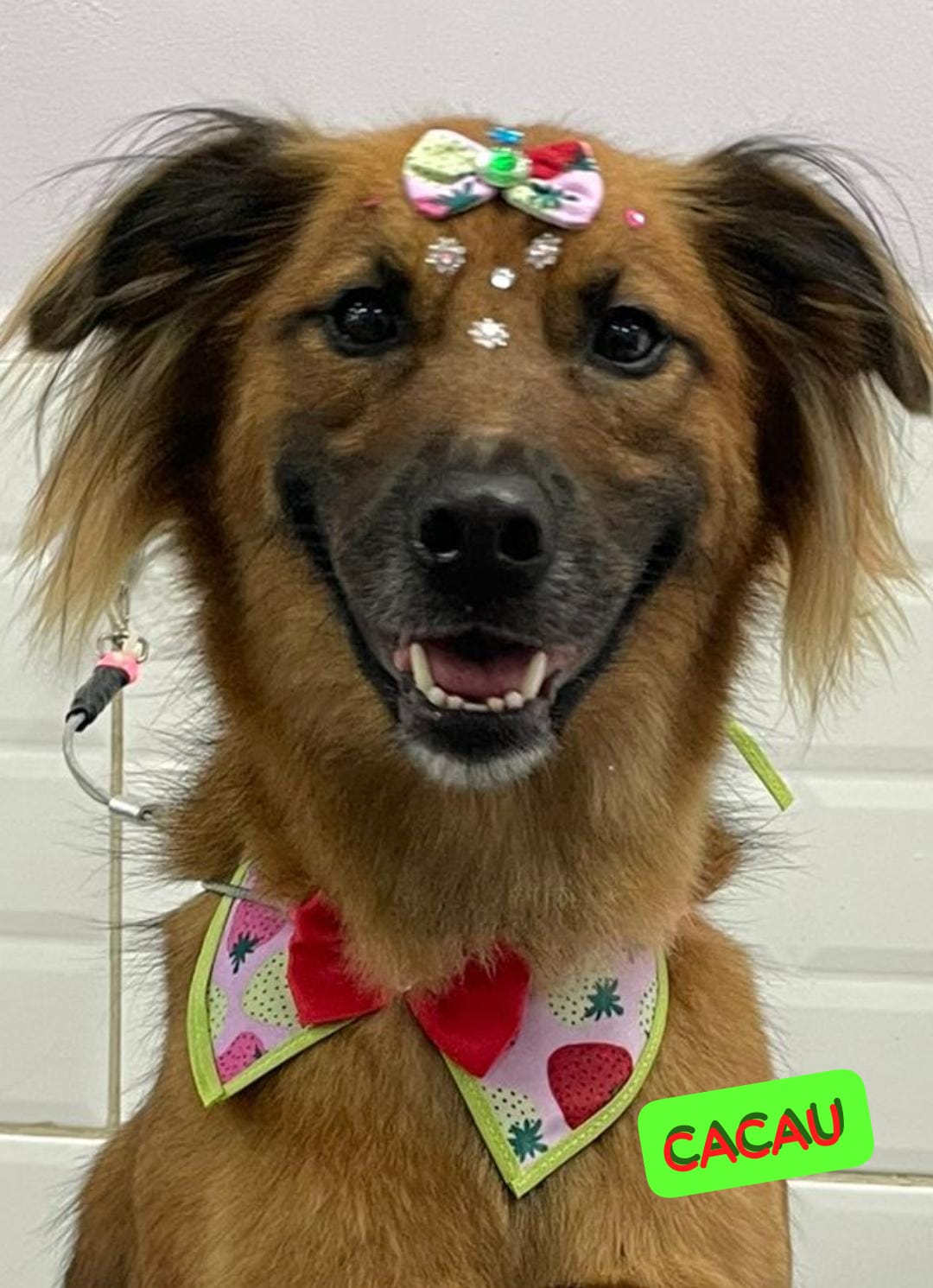 Foto do dia 06/03/2026 13:24  na clínica Animal House