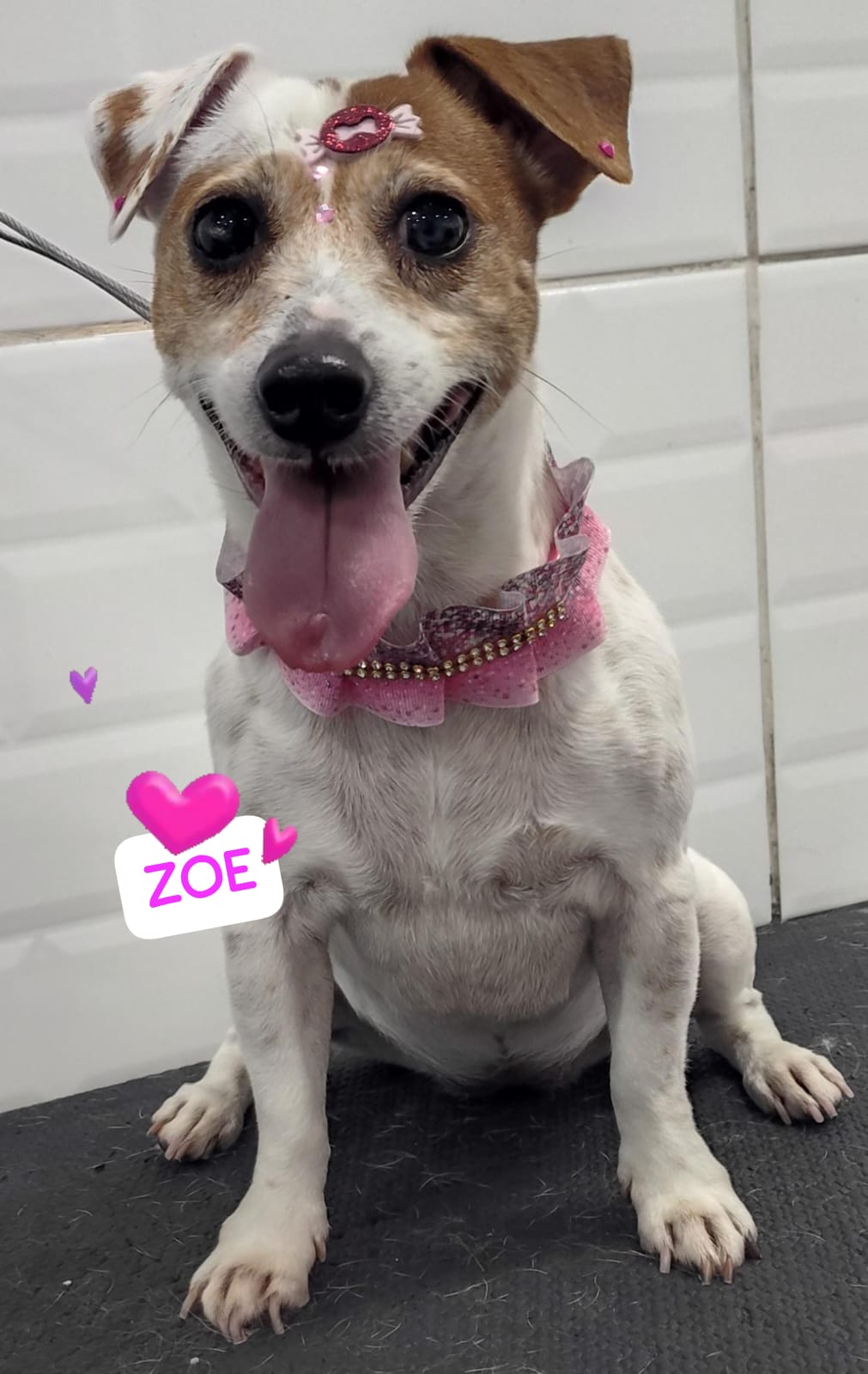 Foto do dia 06/03/2026 15:00  na clínica Animal House