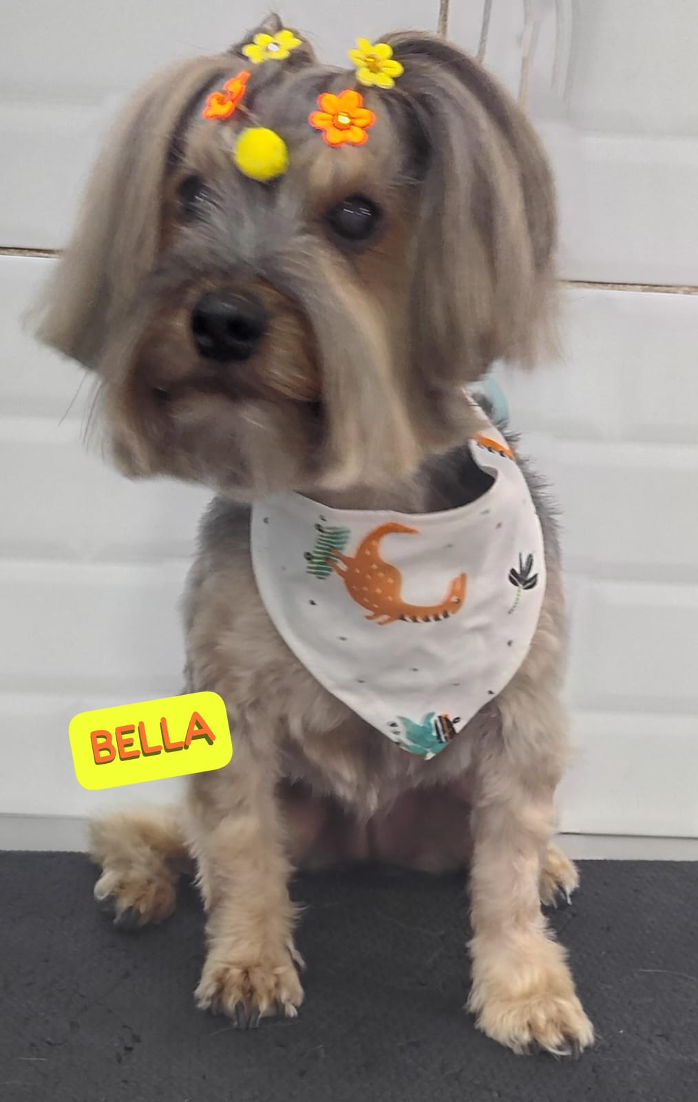 Foto do dia 07/03/2026 09:42  na clínica Animal House