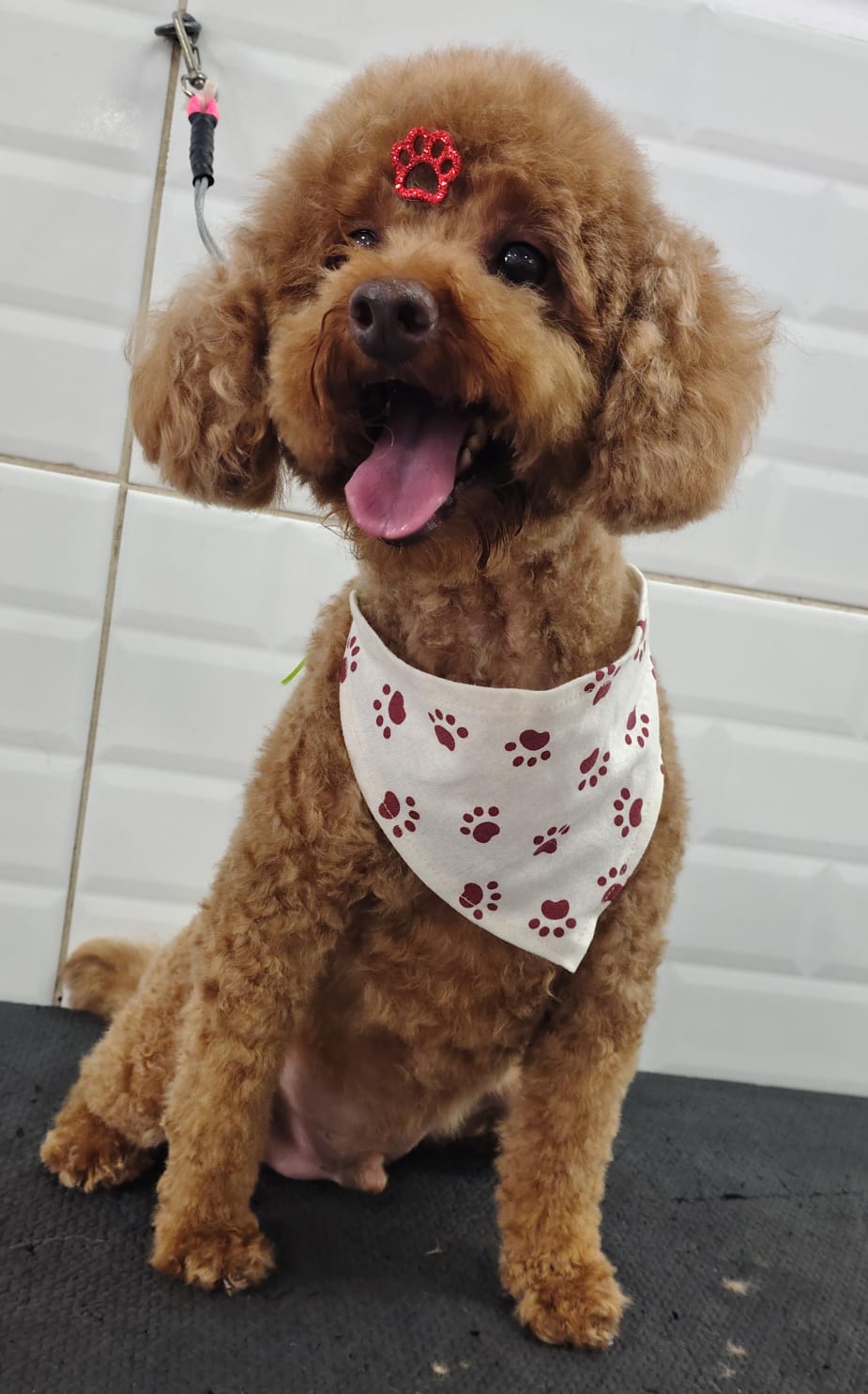 Foto do dia 07/03/2026 13:55  na clínica Animal House