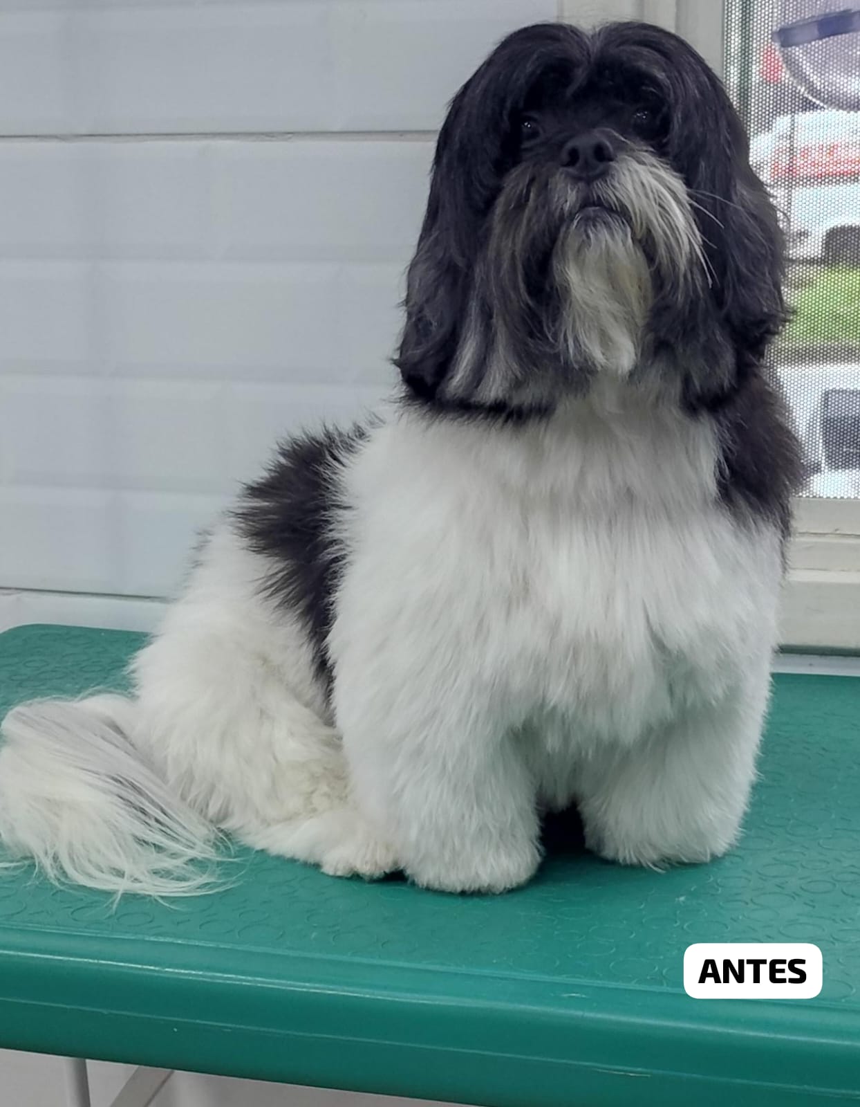 Foto do dia 09/03/2026 14:07  na clínica Animal House