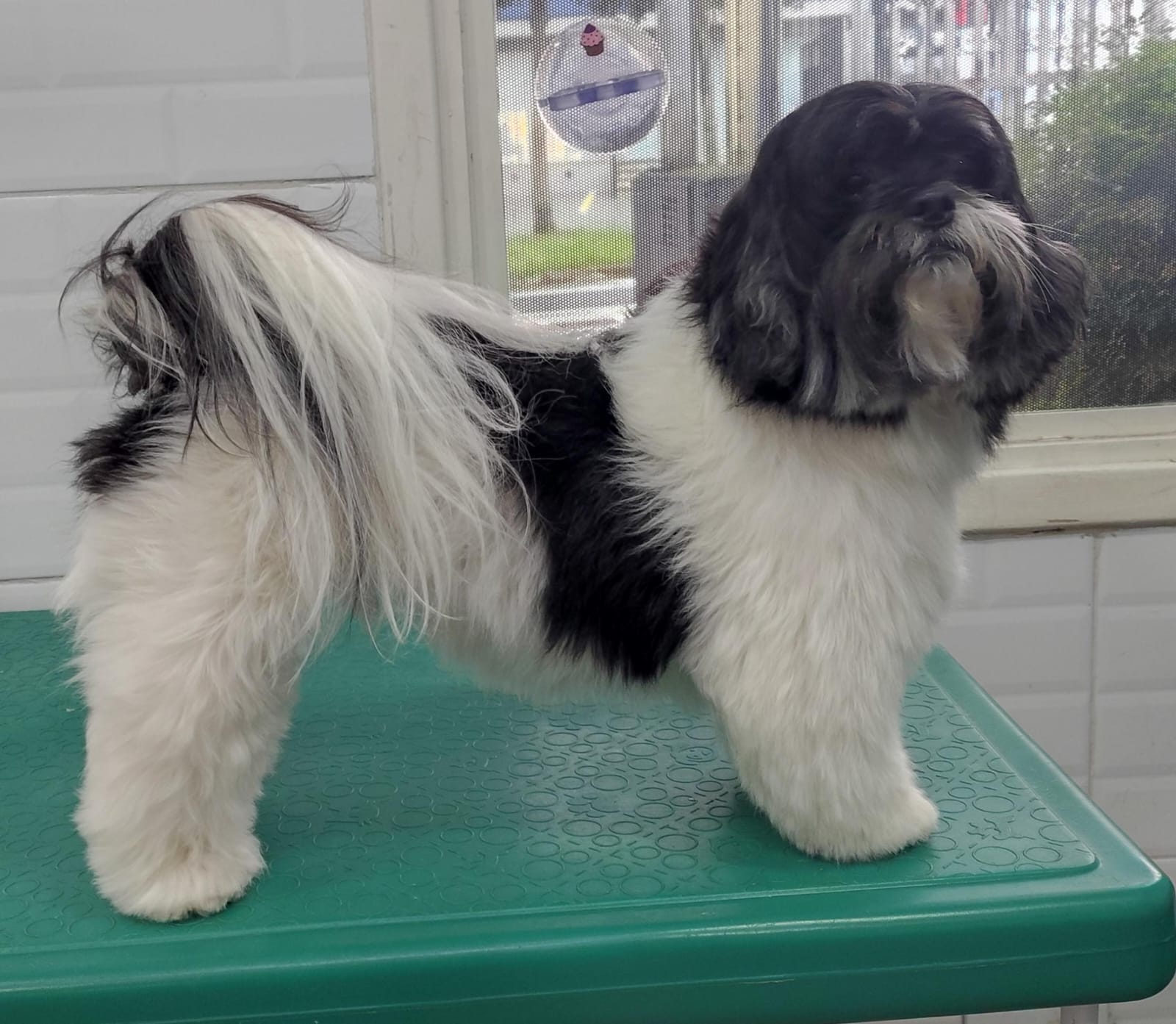 Foto do dia 09/03/2026 14:49  na clínica Animal House