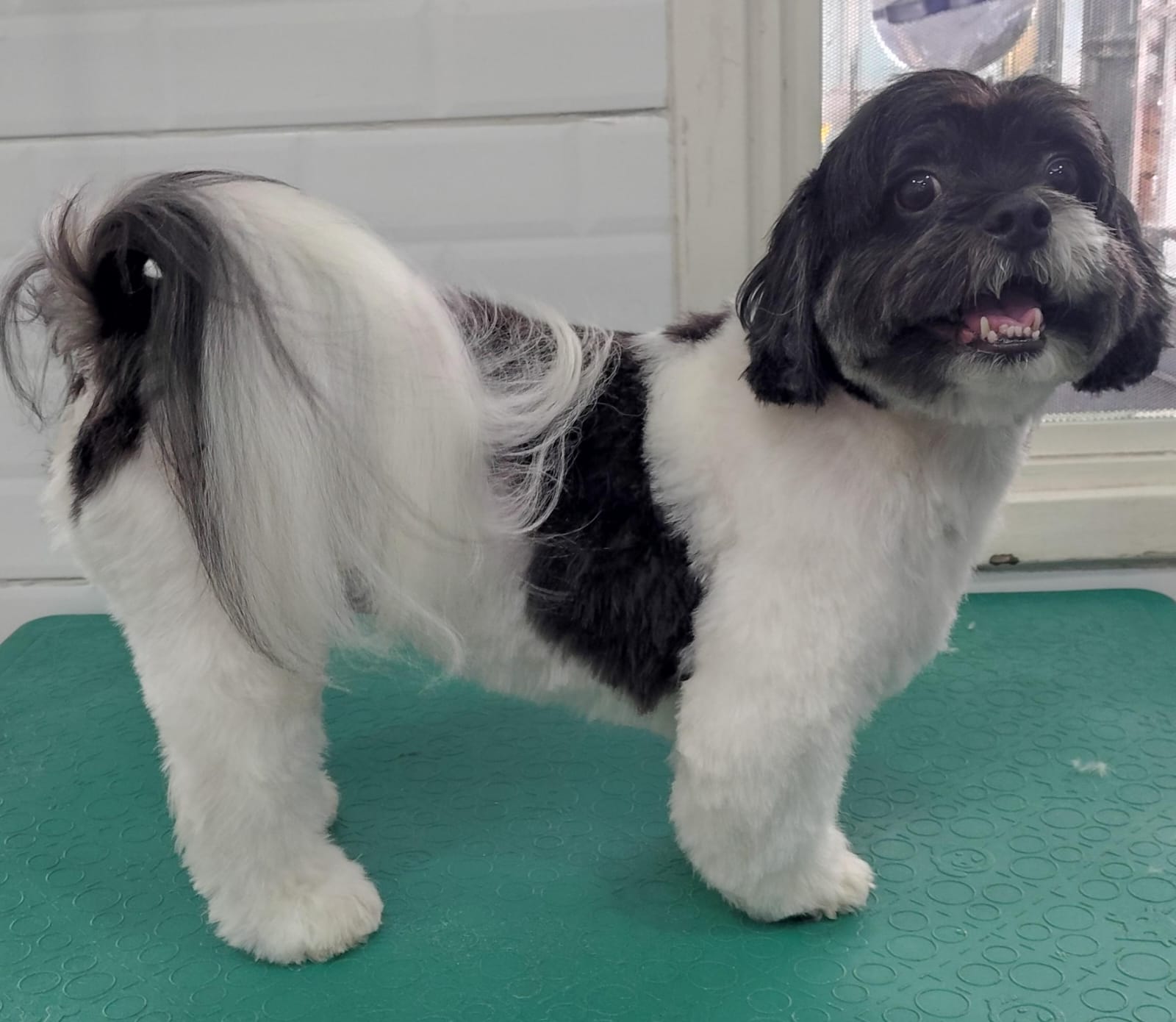 Foto do dia 09/03/2026 14:49  na clínica Animal House