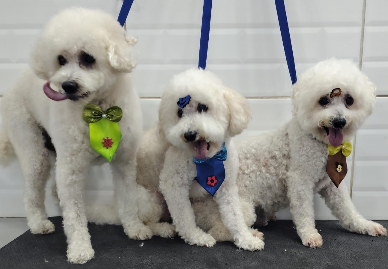 Foto do dia 09/03/2026 14:50  na clínica Animal House