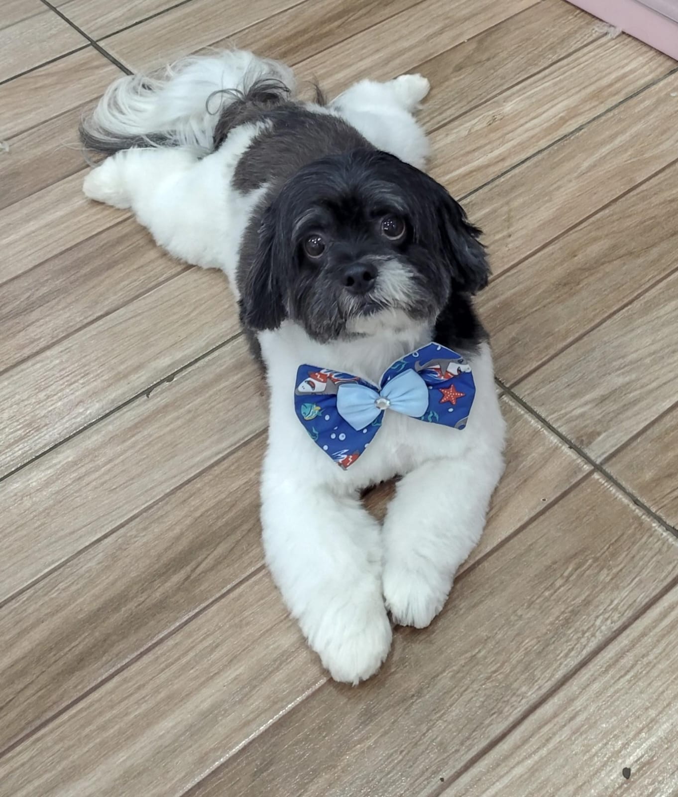 Foto do dia 09/03/2026 15:05  na clínica Animal House