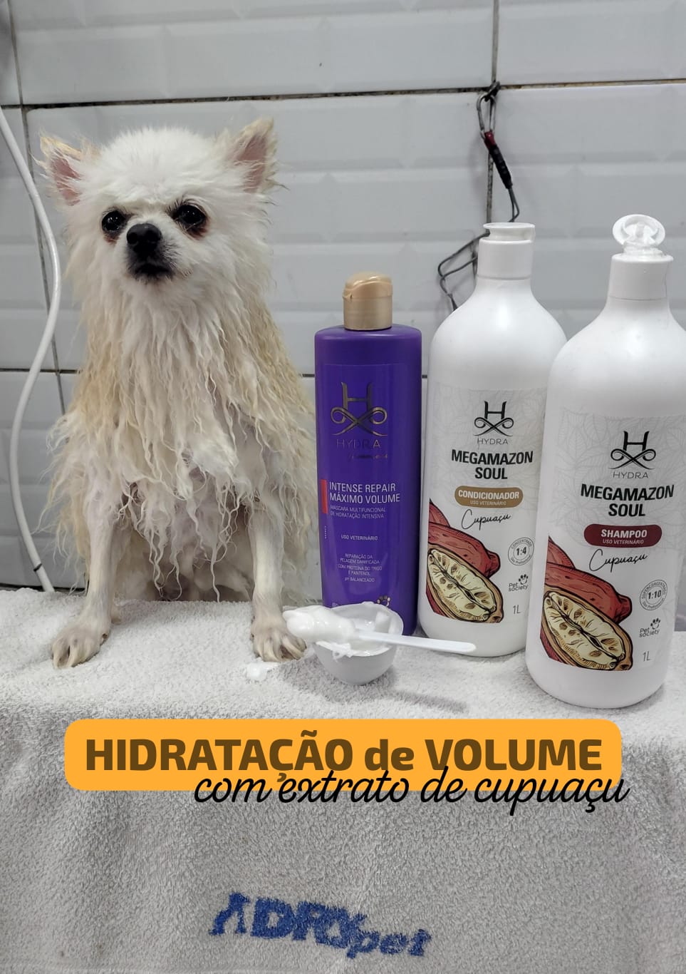 Foto do dia 09/03/2026 16:10  na clínica Animal House