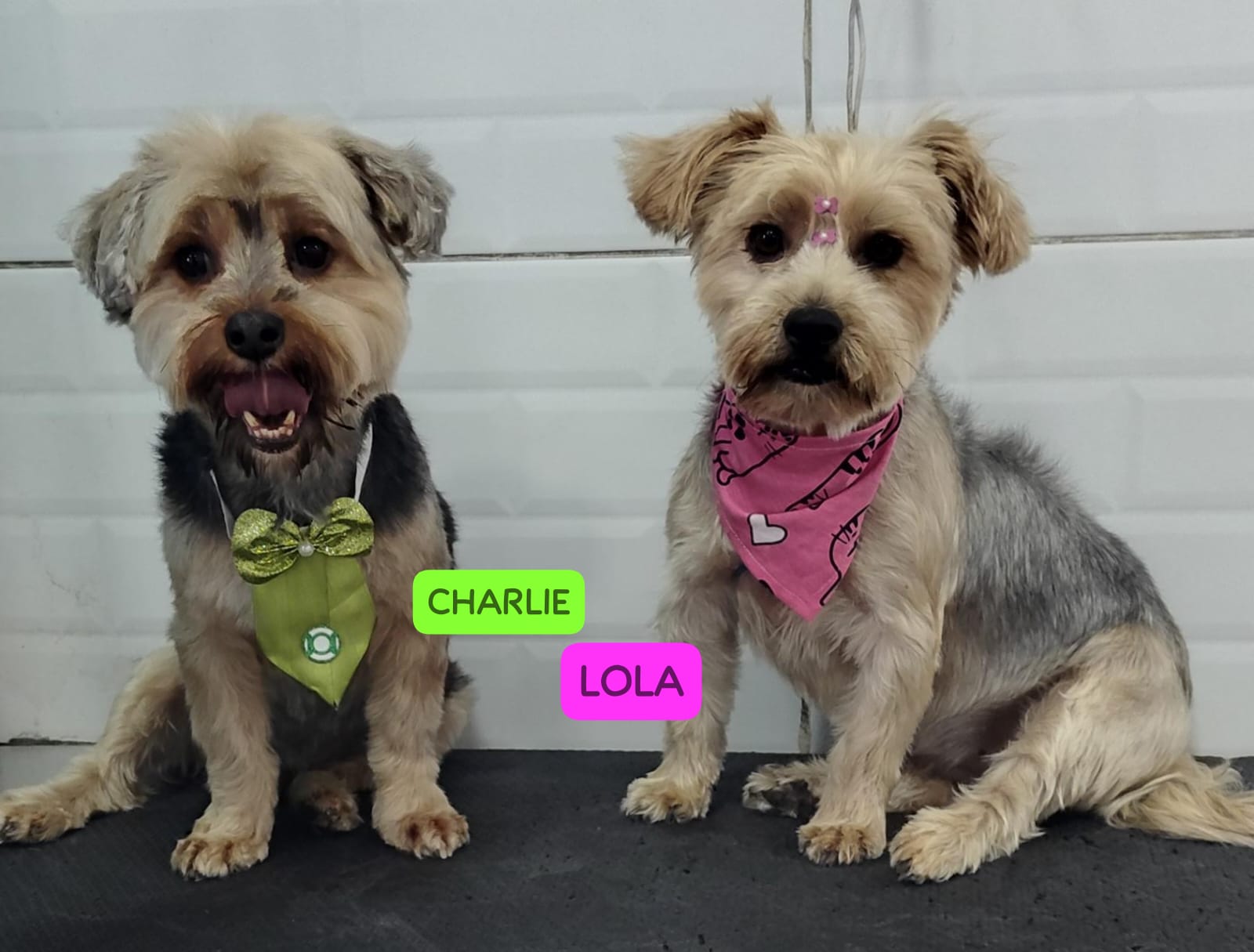 Foto do dia 10/03/2026 16:14  na clínica Animal House