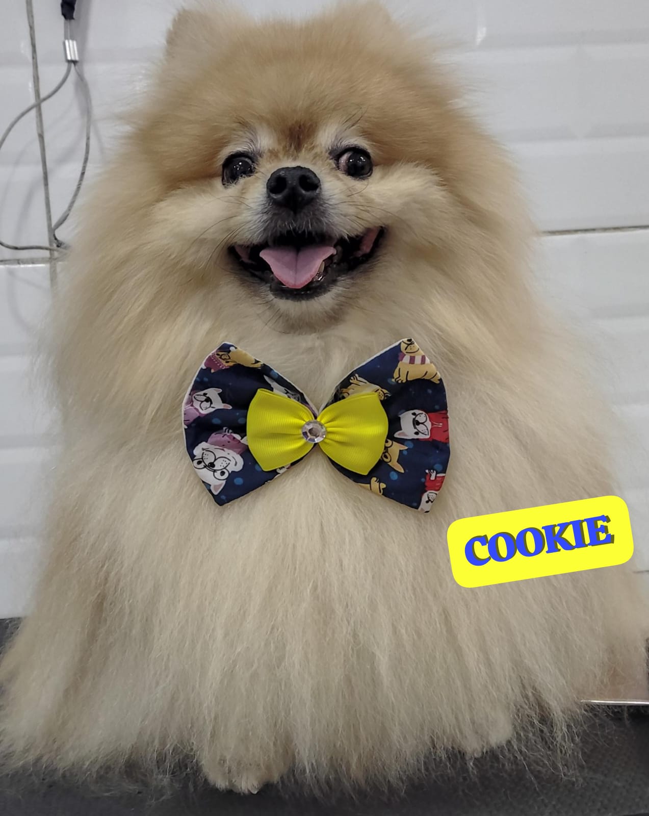 Foto do dia 10/03/2026 19:21  na clínica Animal House