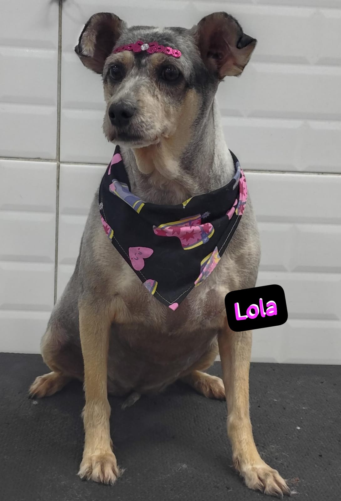 Foto do dia 11/03/2026 15:14  na clínica Animal House