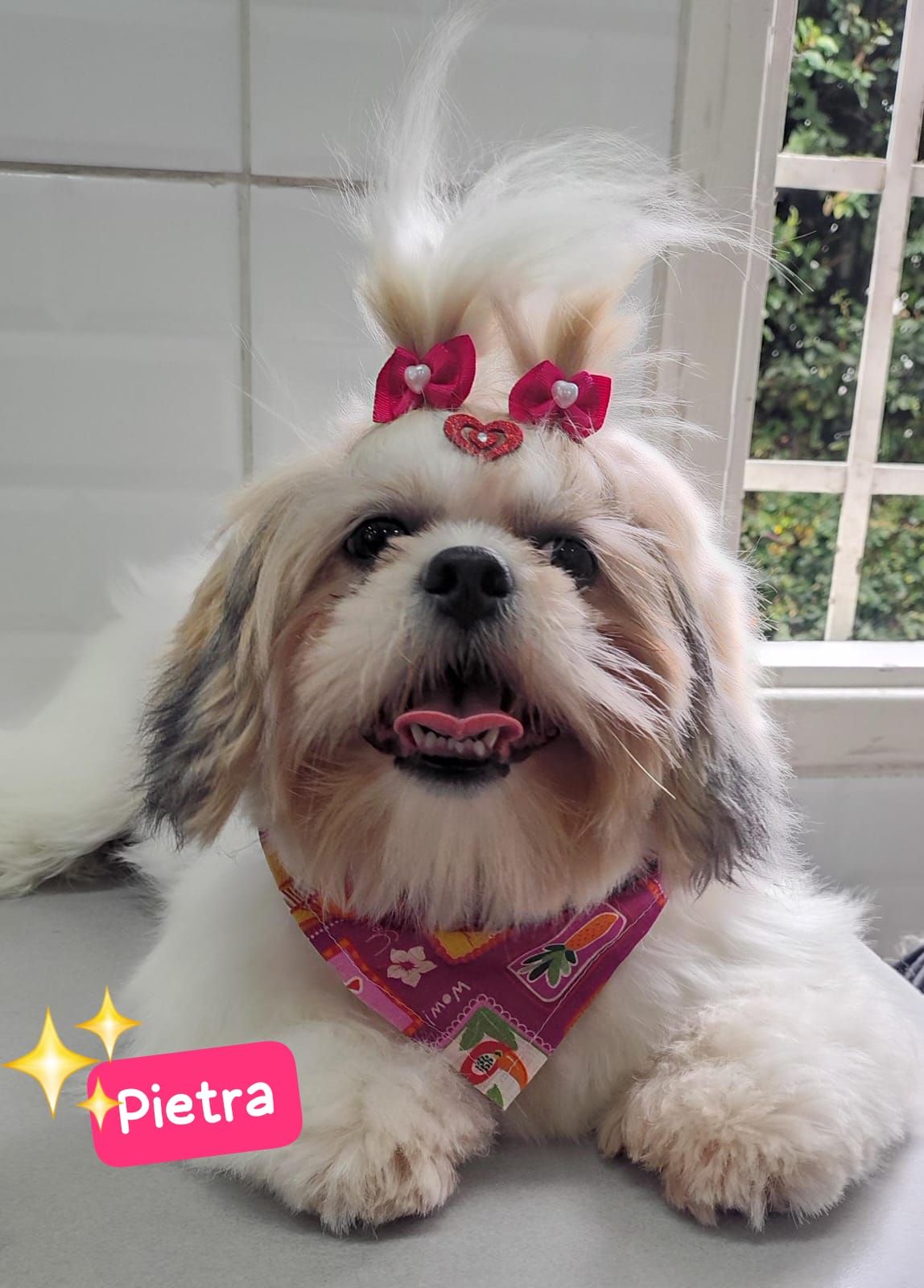 Foto do dia 12/03/2026 17:52  na clínica Animal House