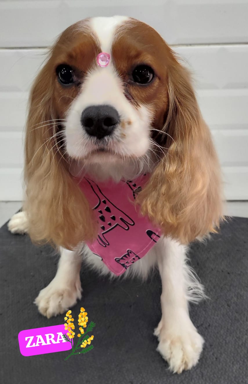 Foto do dia 12/03/2026 17:52  na clínica Animal House